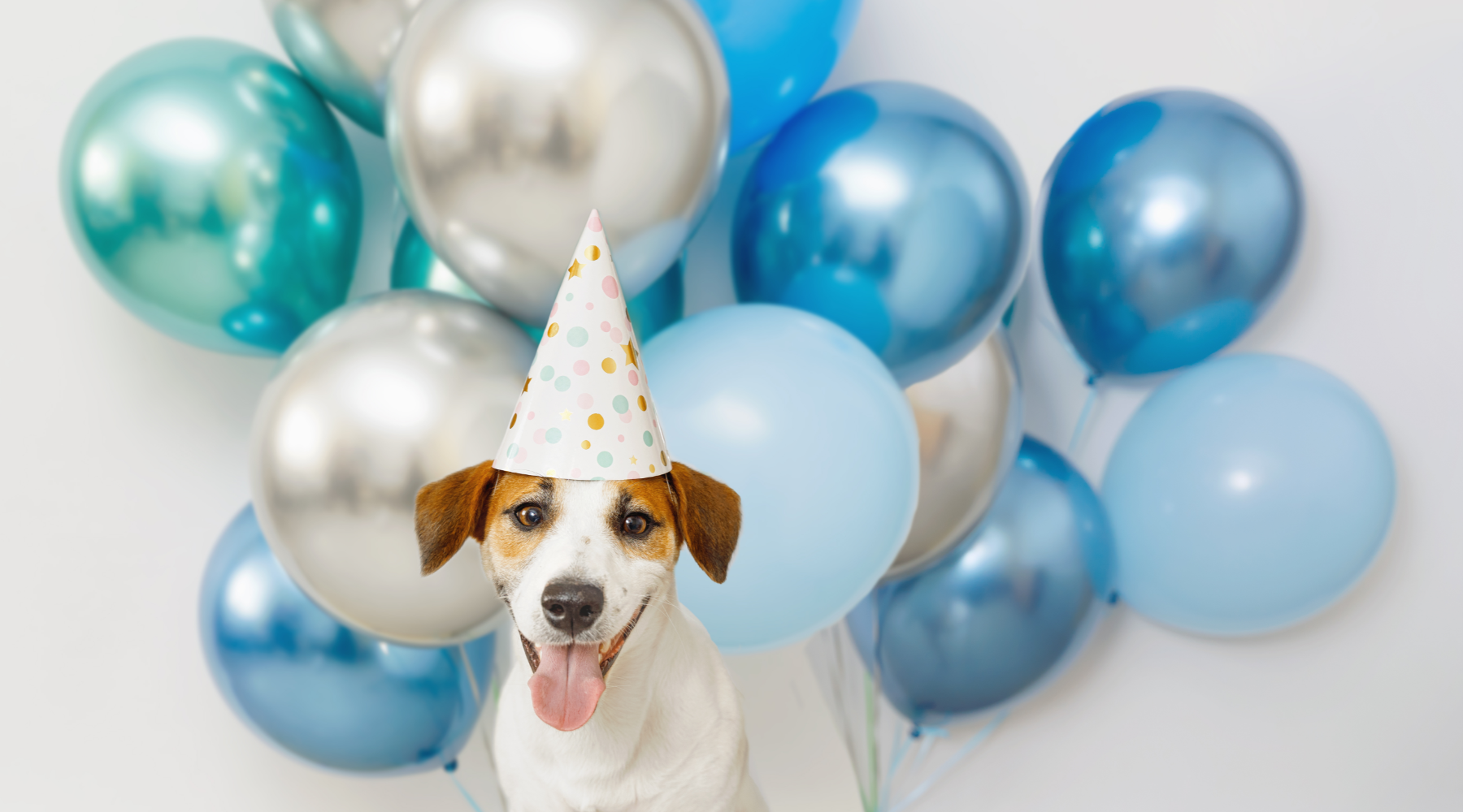 Dog wearing party hat with balloons