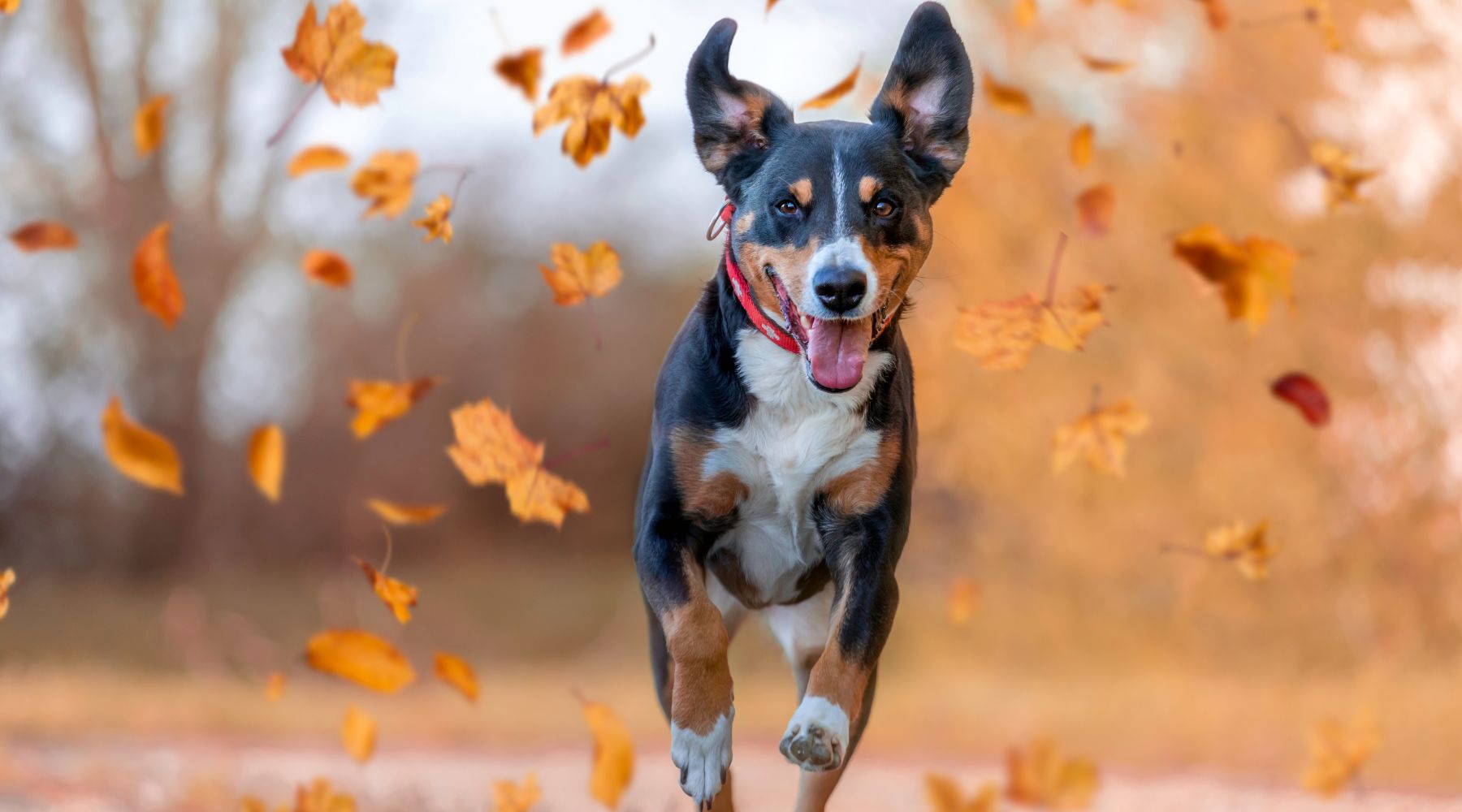 Dog running in fall with leaves falling