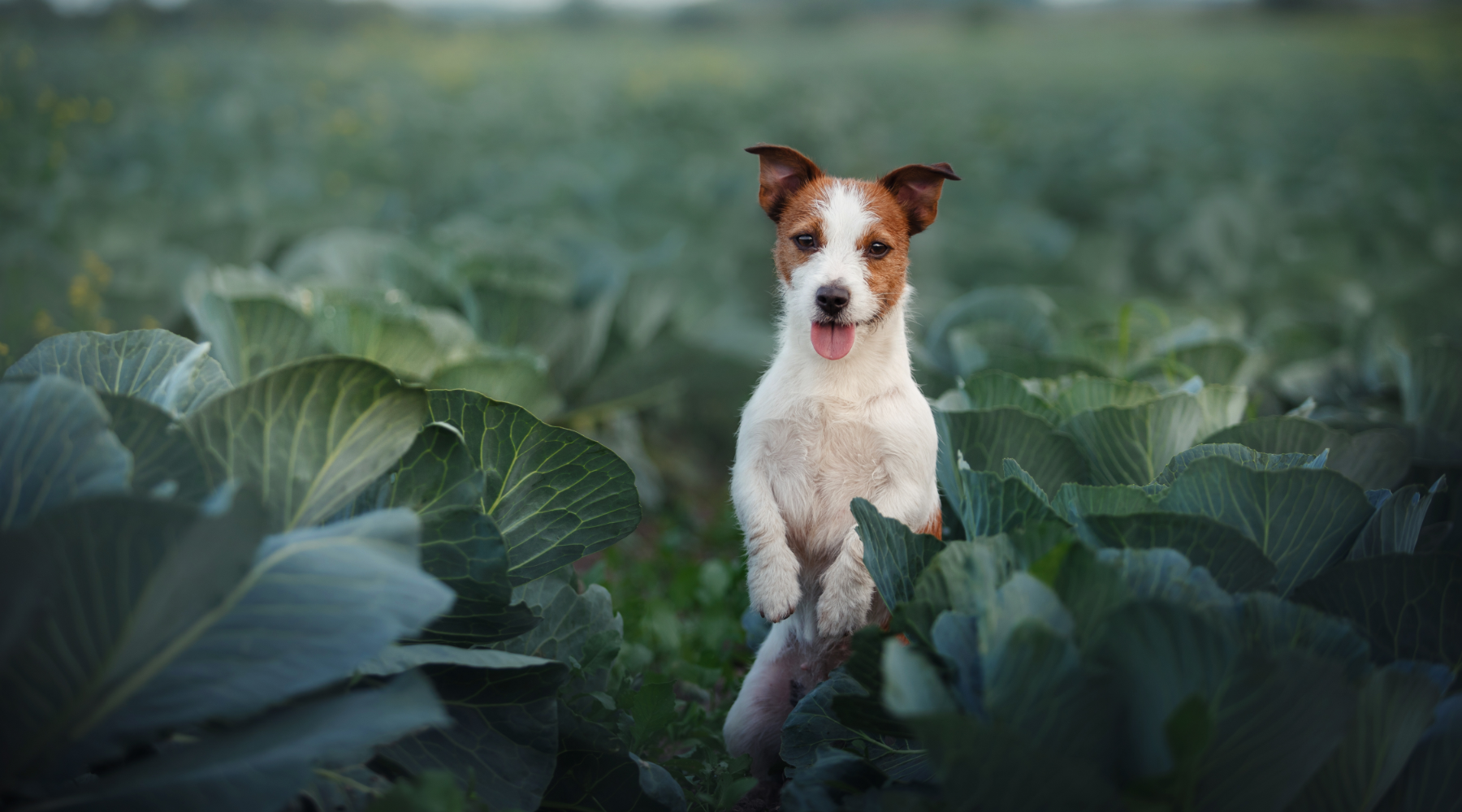 Dog surrounded by cabbages