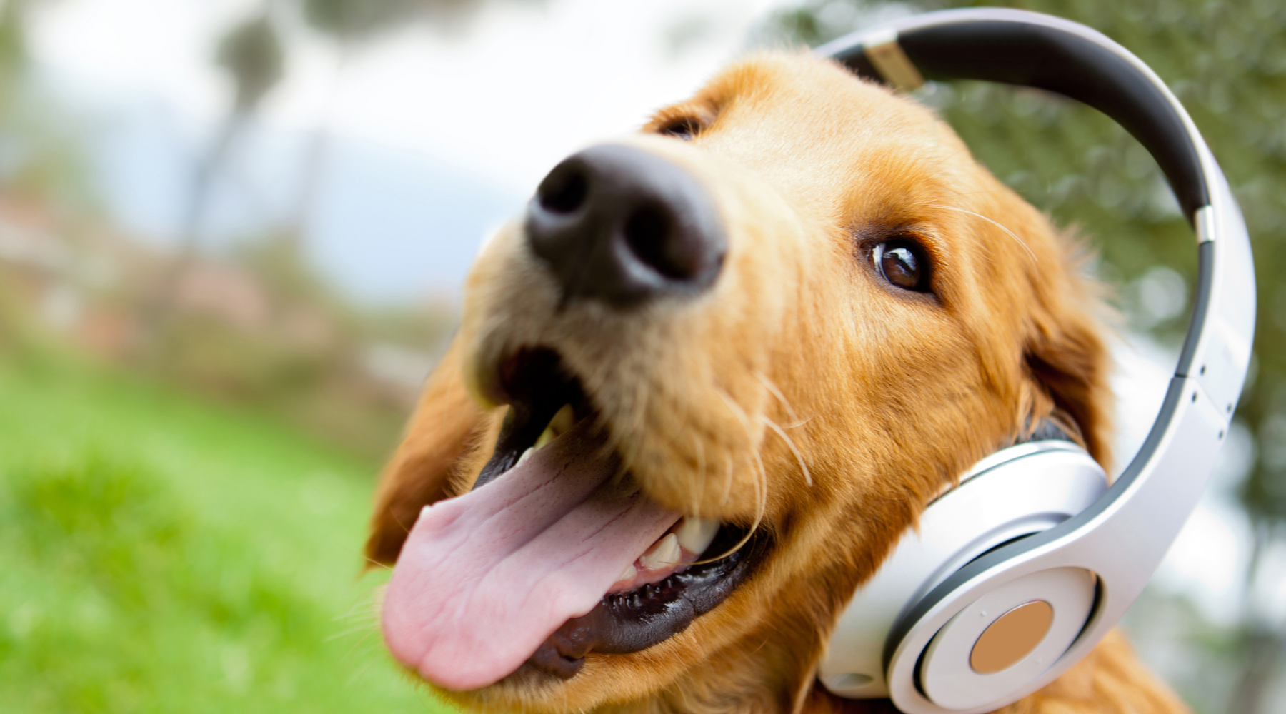 Dog wearing earphones