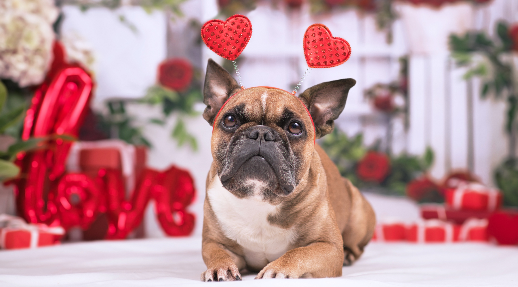Dog wearing hearts headband for Valentine's Day