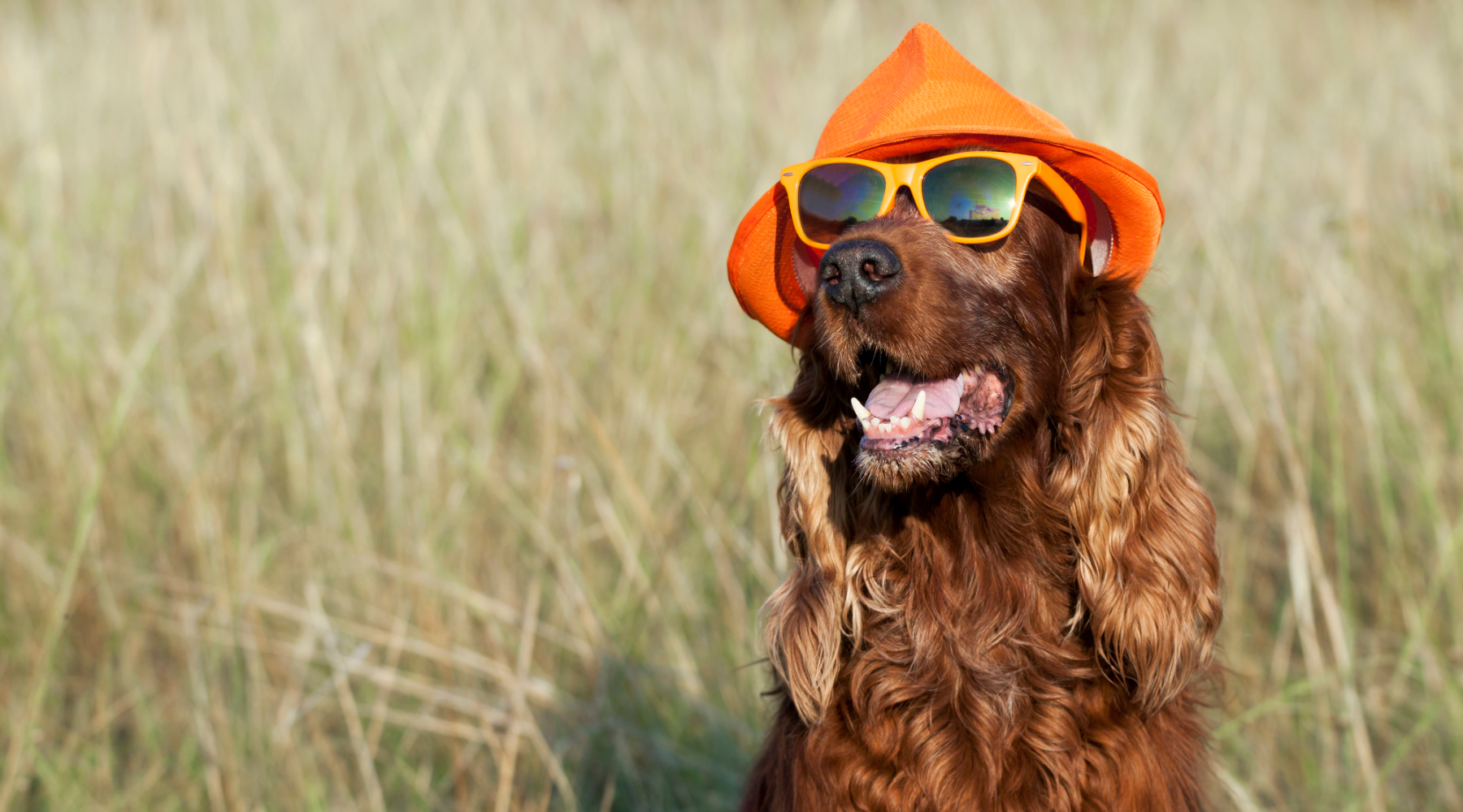 Dog wearing sunglasses and hat
