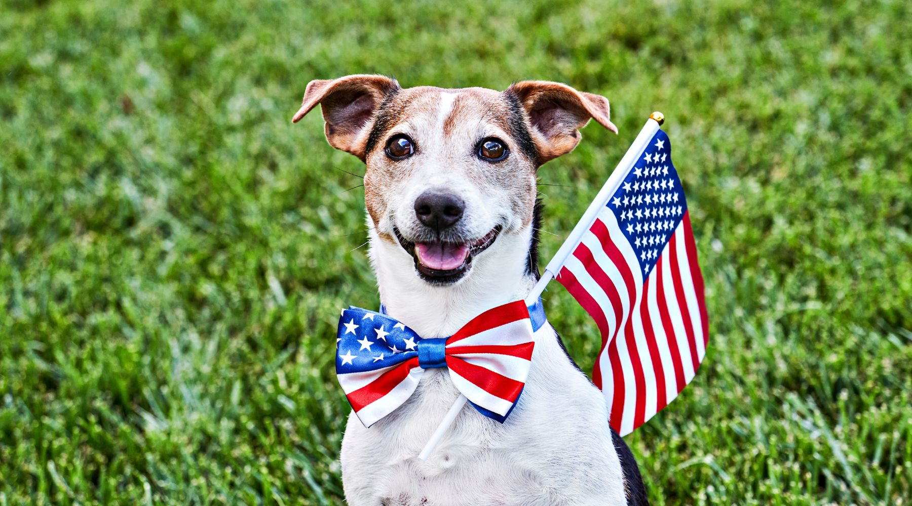 Dog with American bow tie and flag