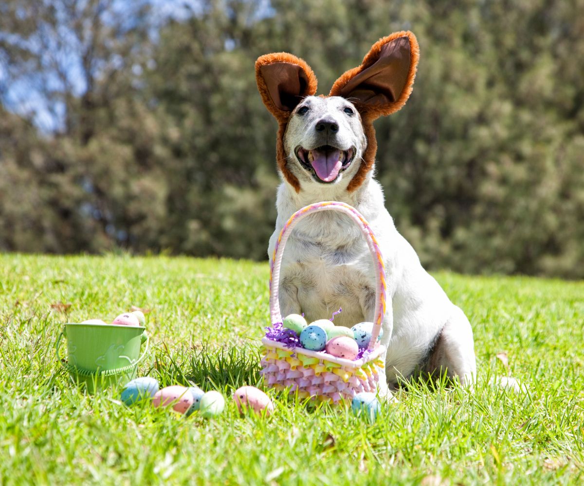 Dog with Easter basket