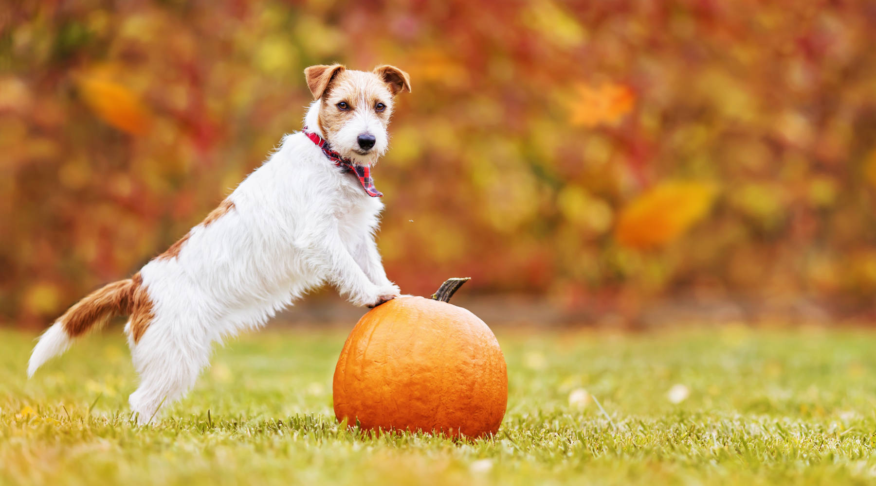 Dog with pumpkin