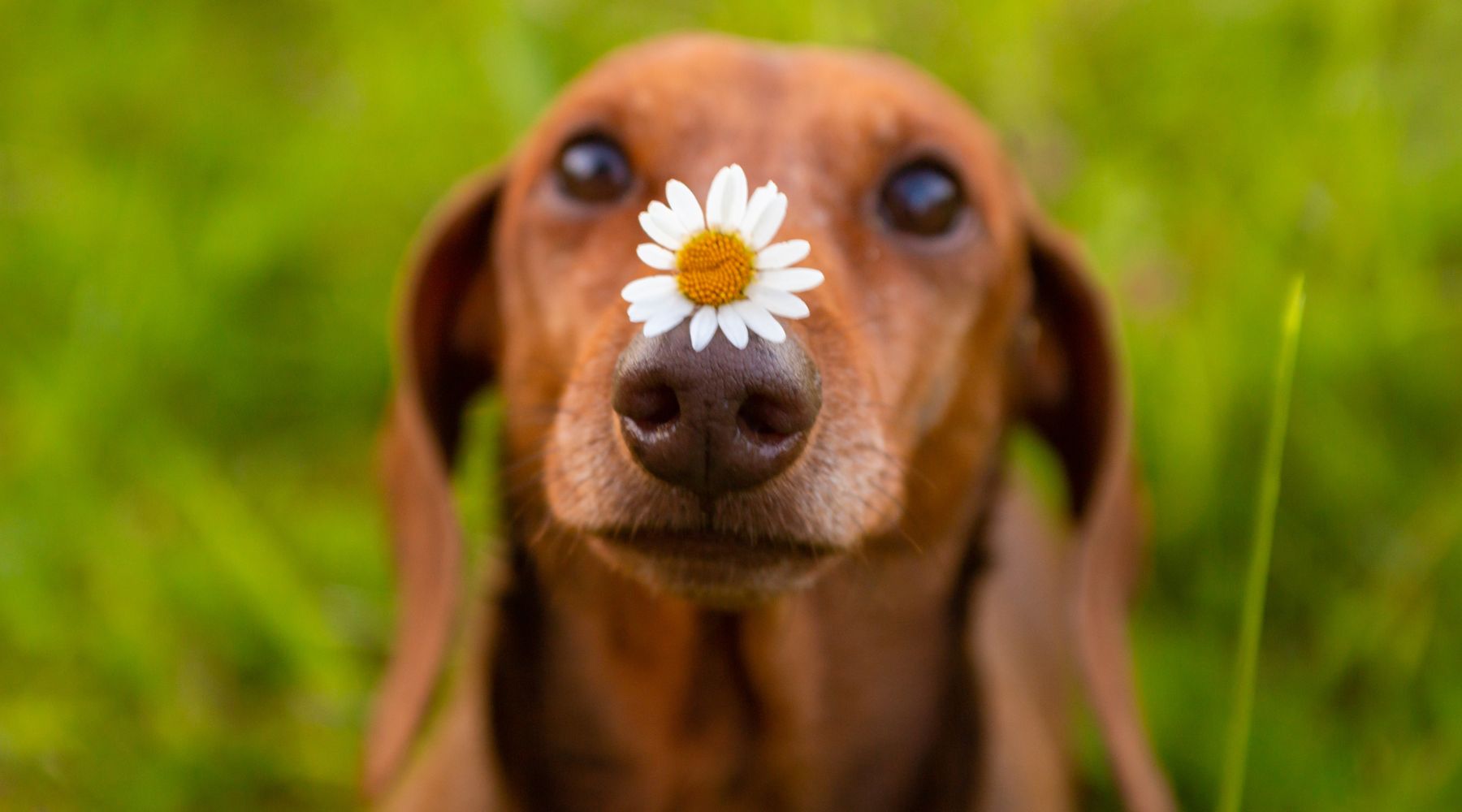 Dog with a daisy on nose