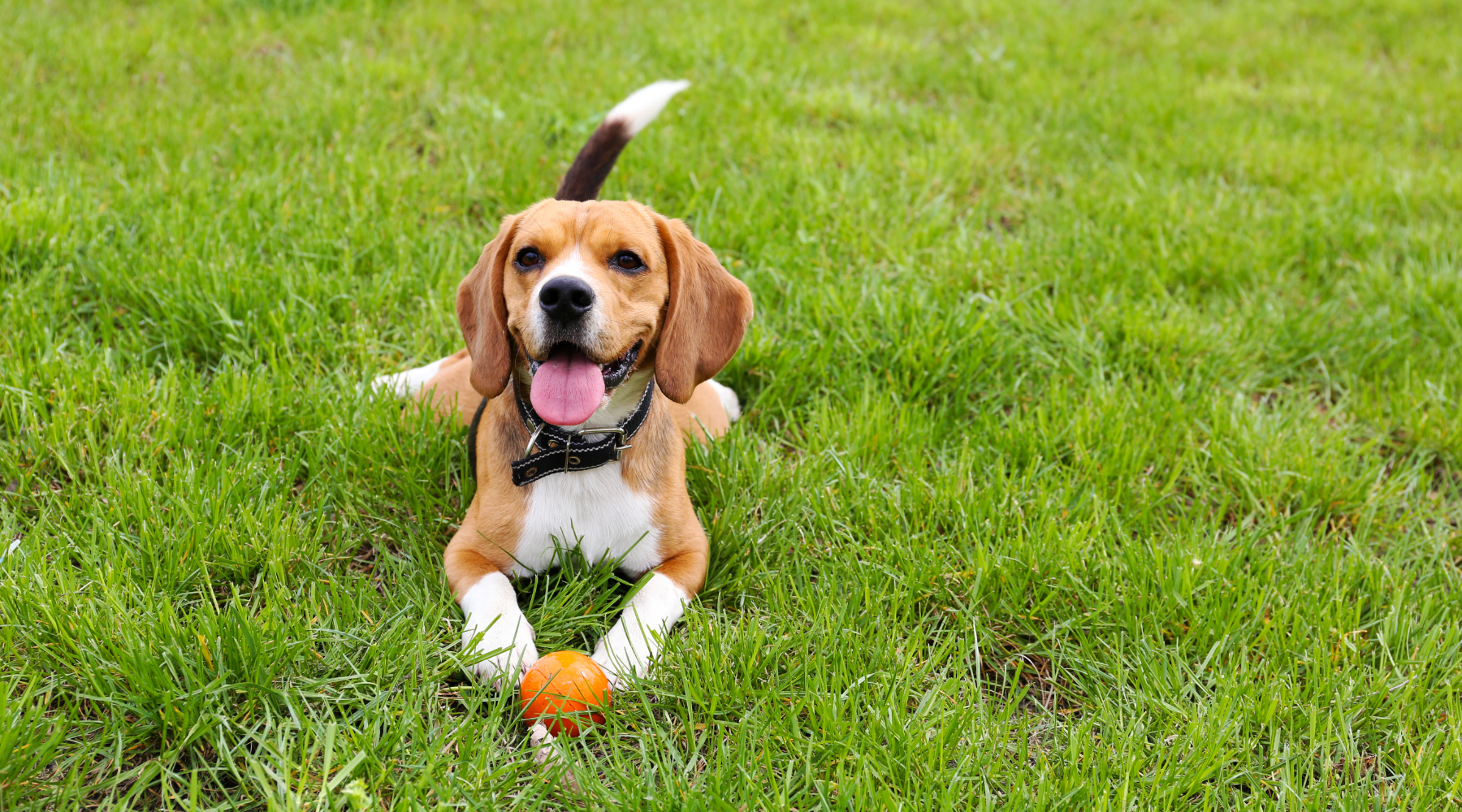 Dog with ball at the dog park