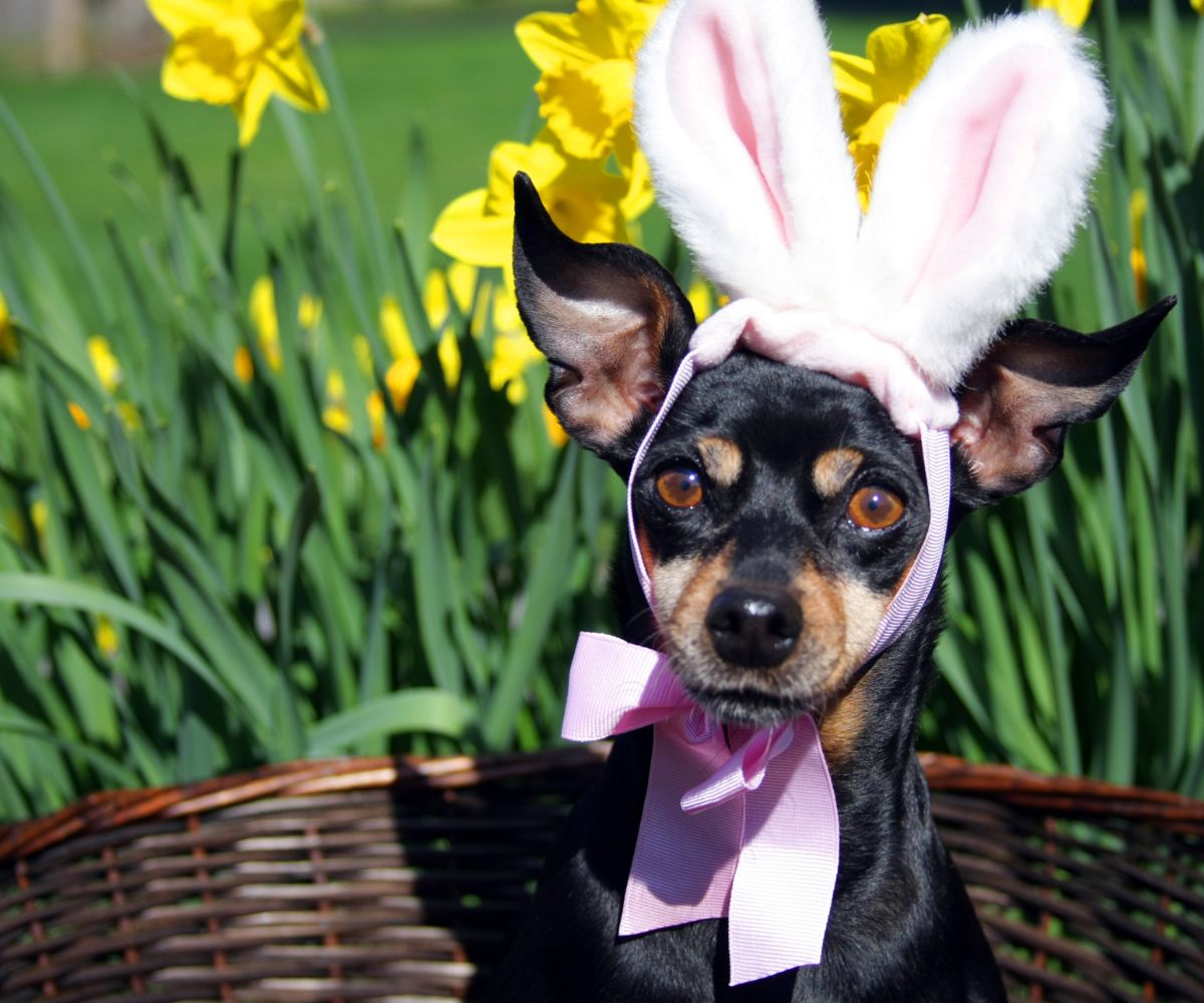 Dog with bunny ears and spring flowers