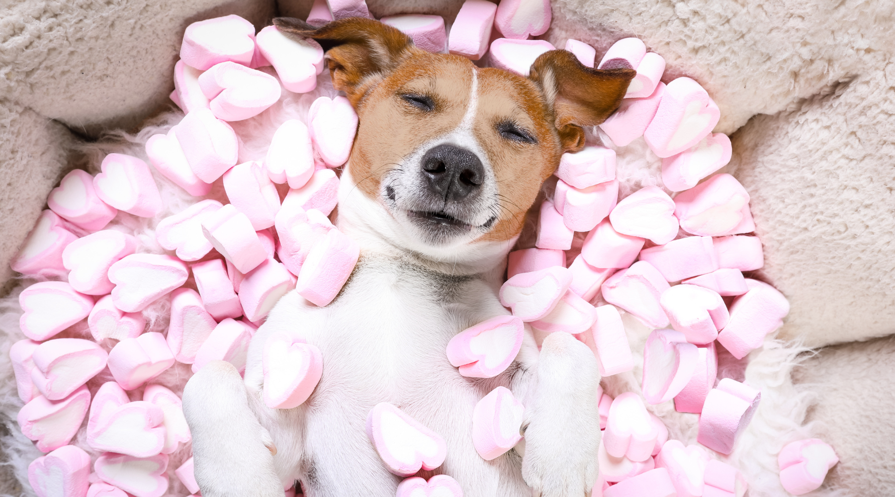 Dog with pink hearts