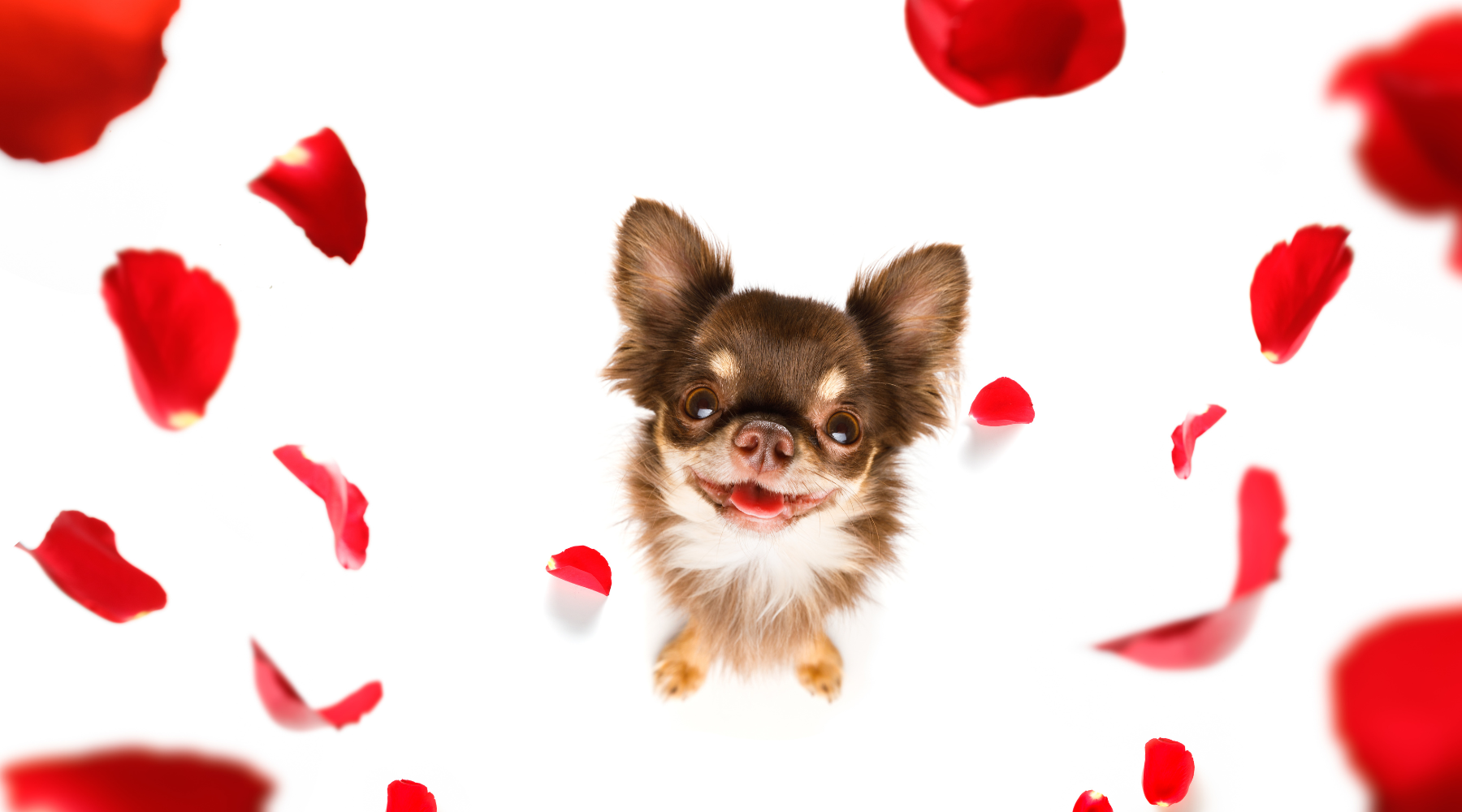 Dog with red confetti