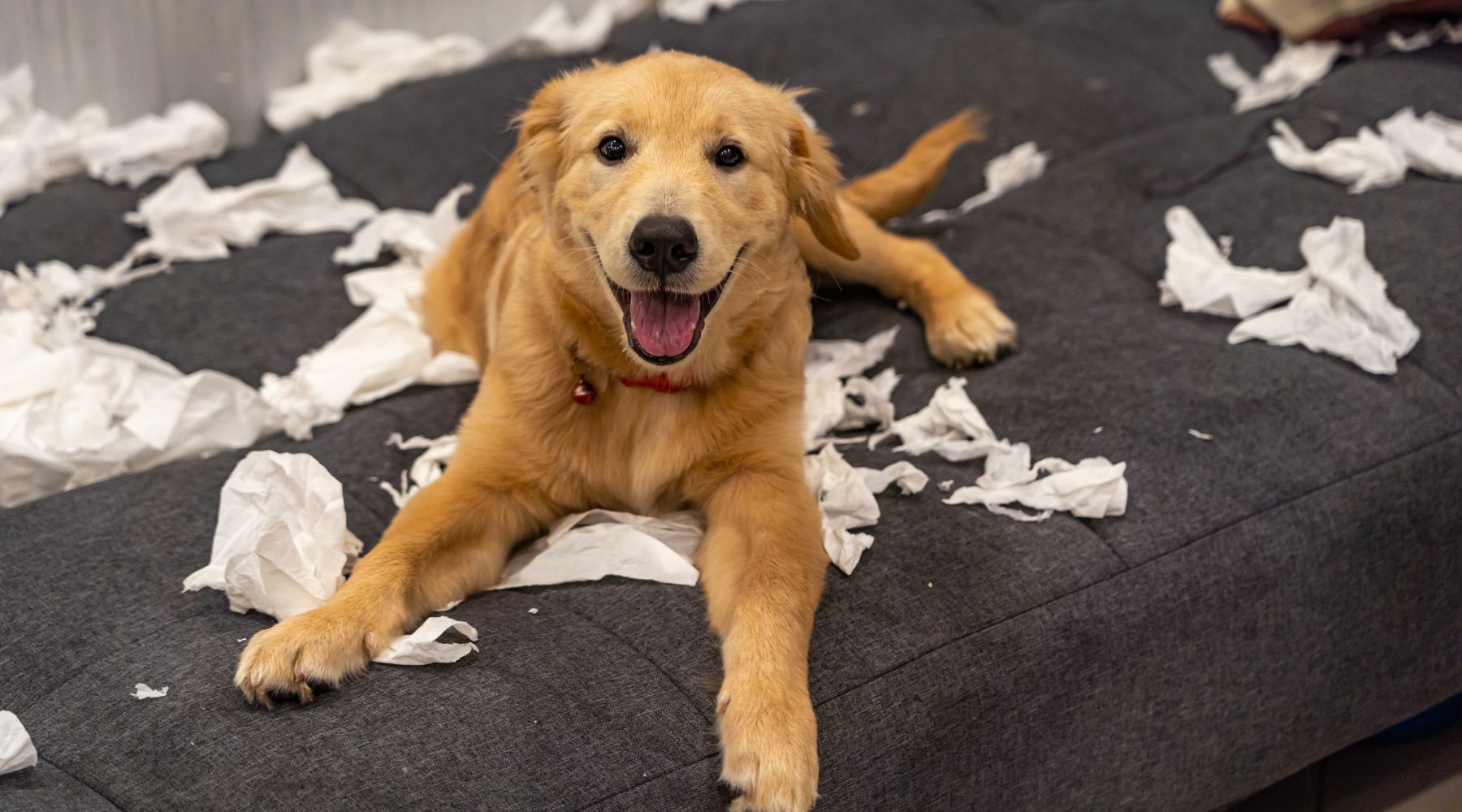 Dog with ripped up toilet paper