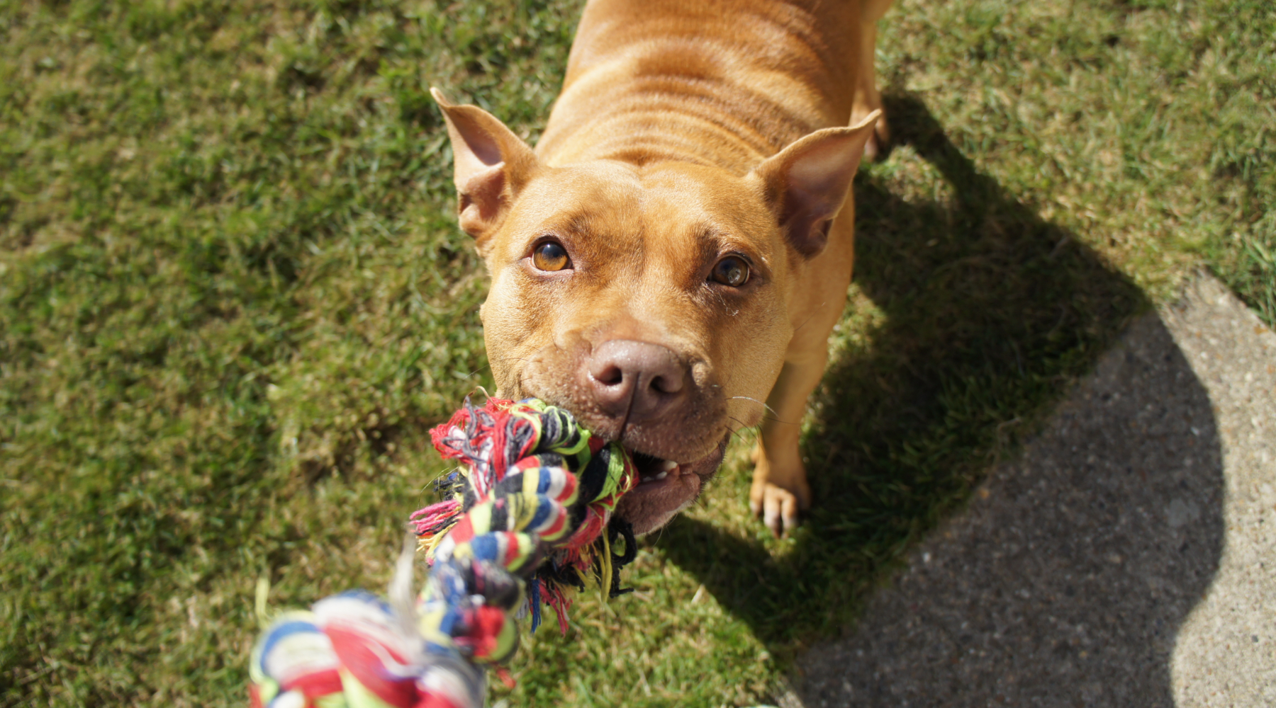 Dog with rope toy