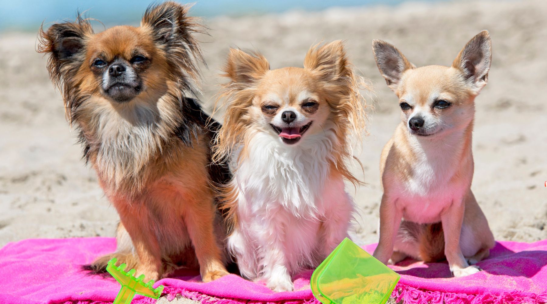 Dogs on the beach