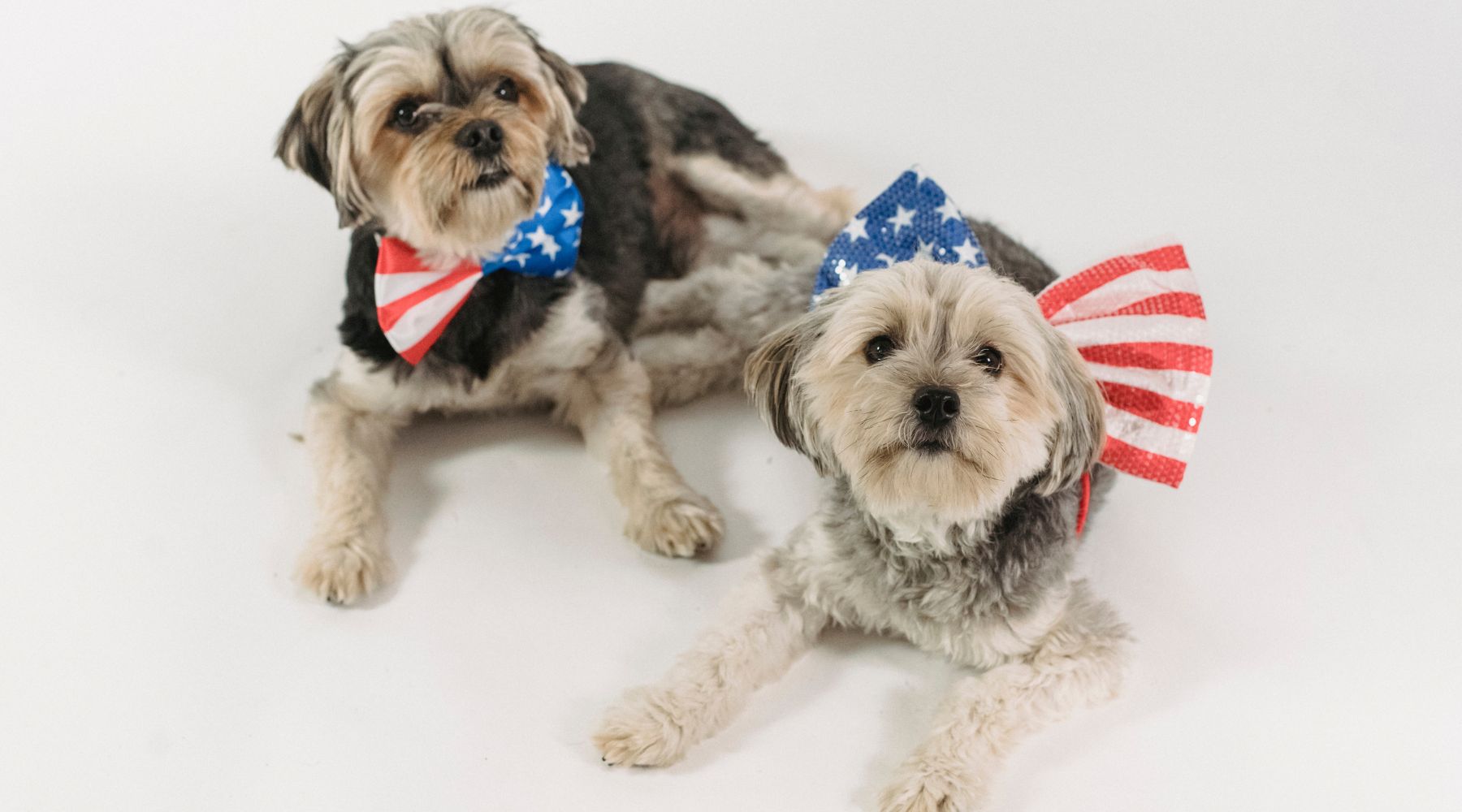 Dog wearing American flag bows