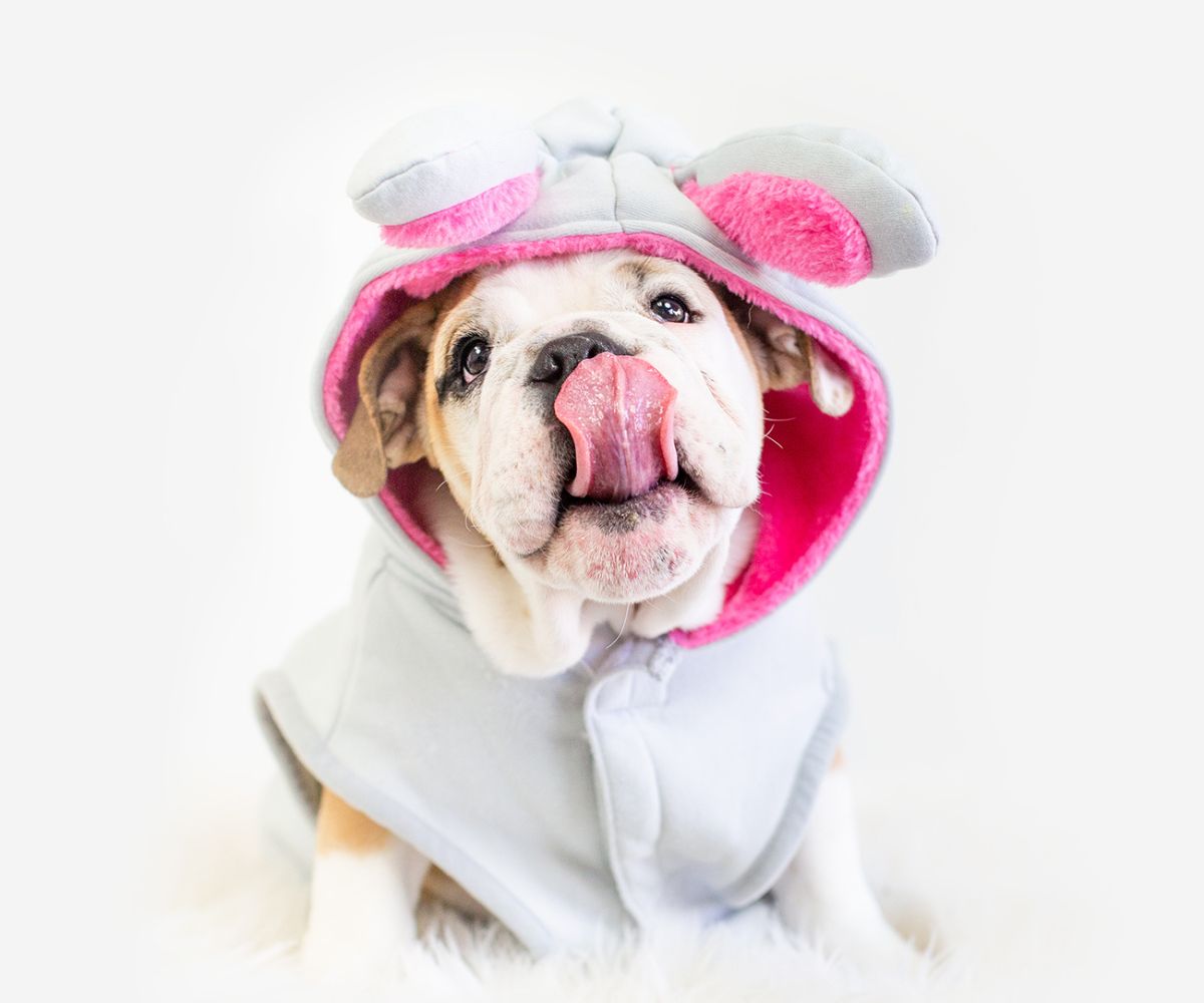 Dog in Easter costume