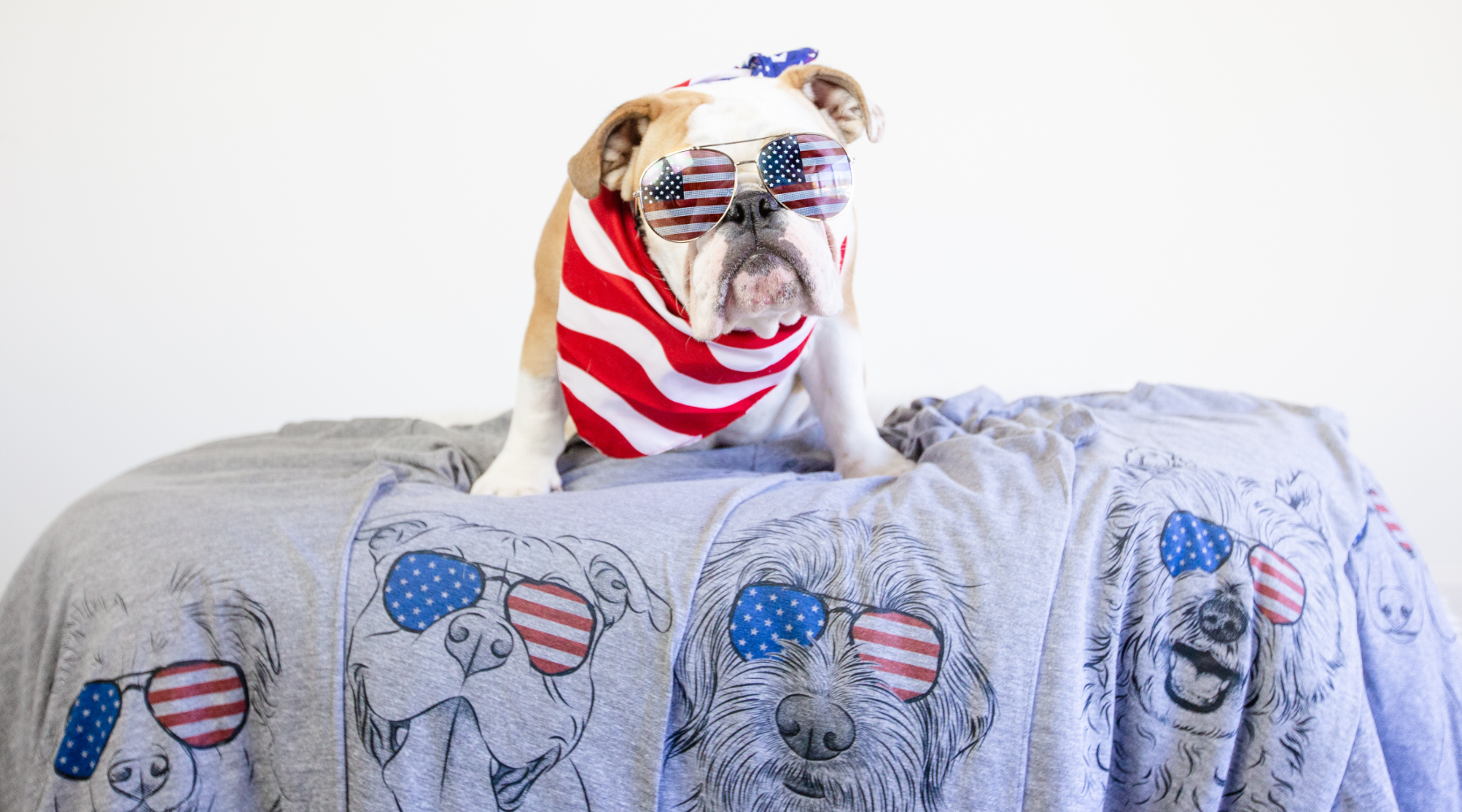 English Bulldog wearing USA glasses
