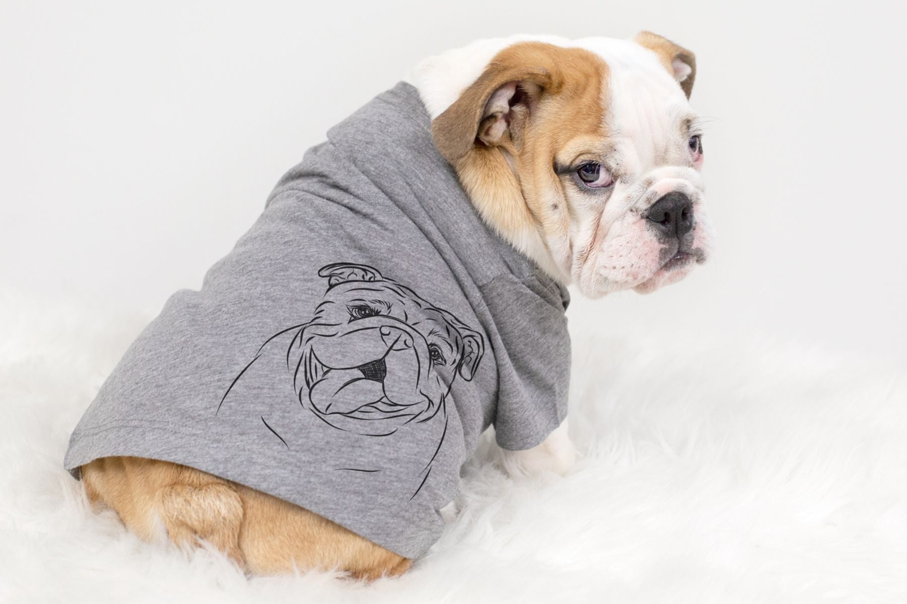 English bulldog wearing a shirt