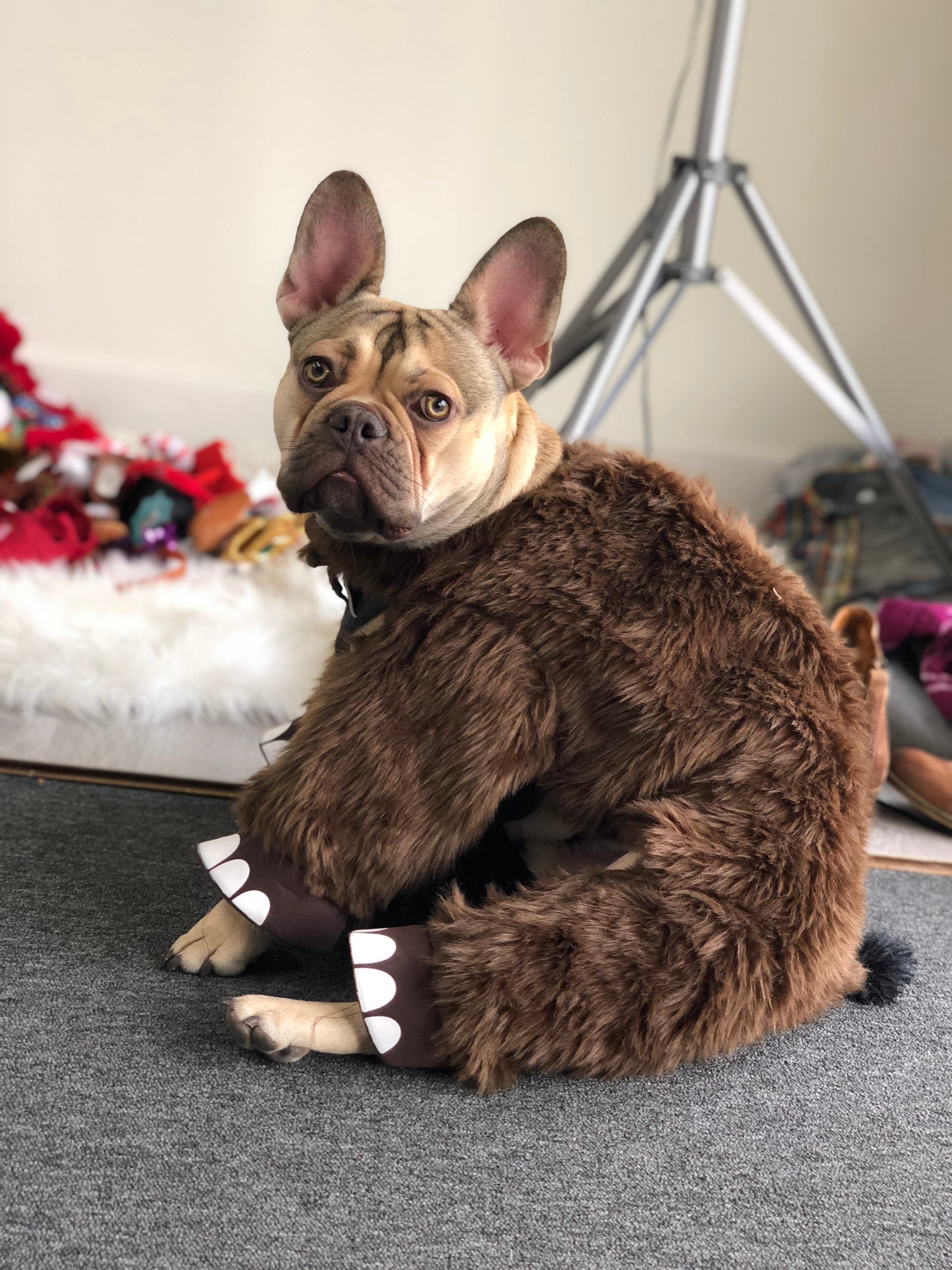 Dog in costume