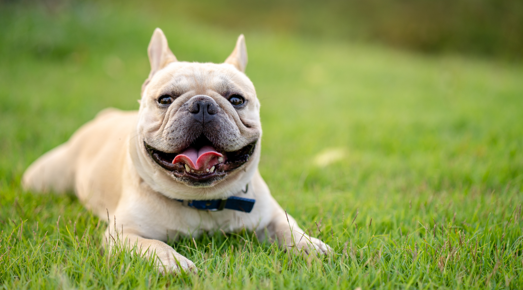 French Bulldog lying on grass