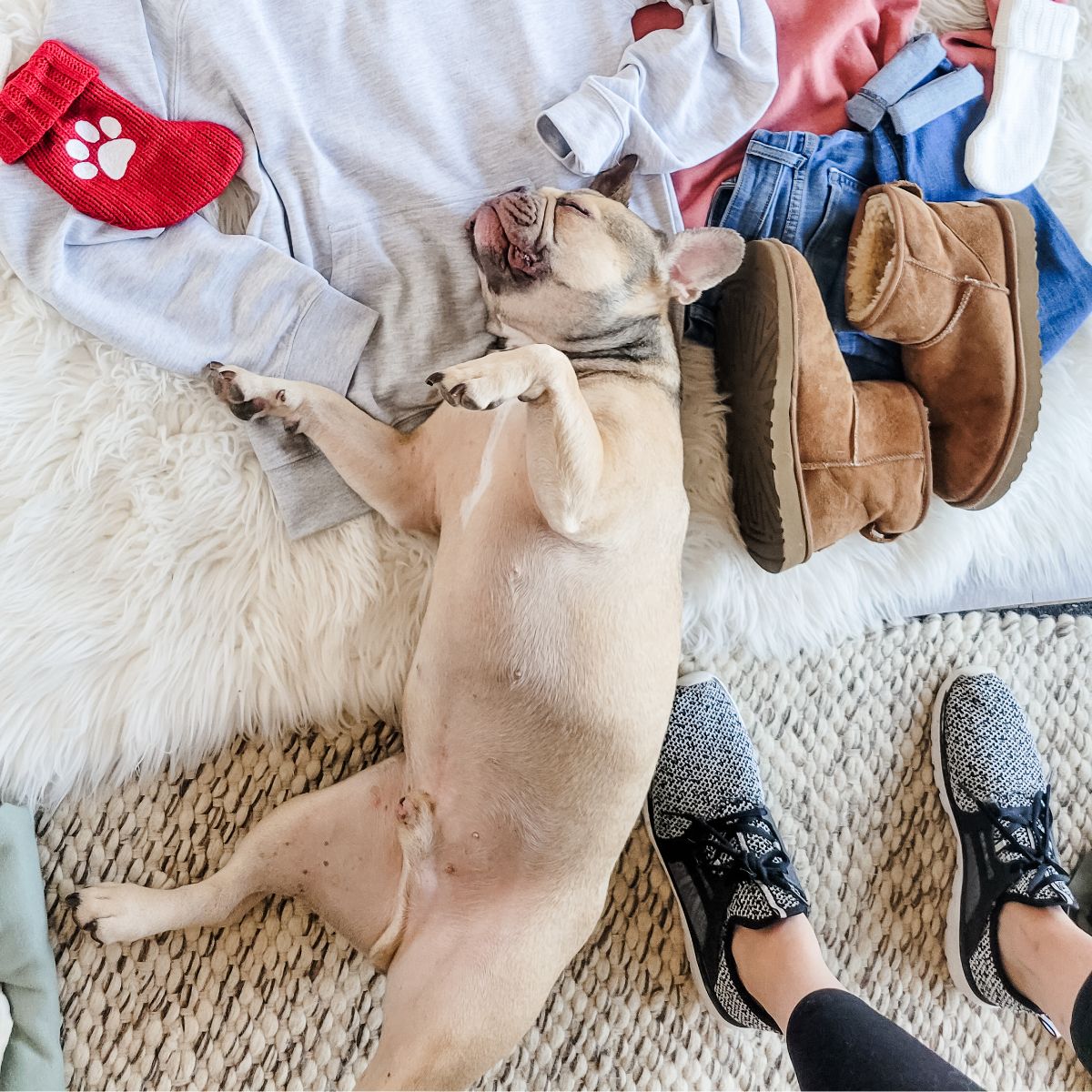 French bulldog at photoshoot