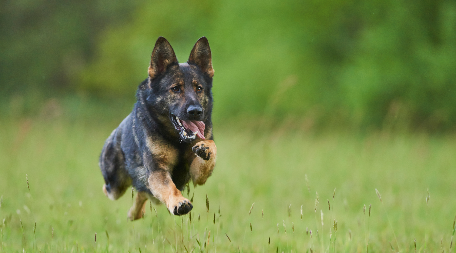 German Shepherd running