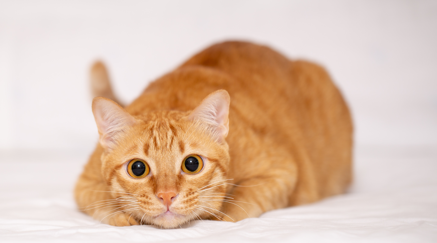 Ginger cat lying down