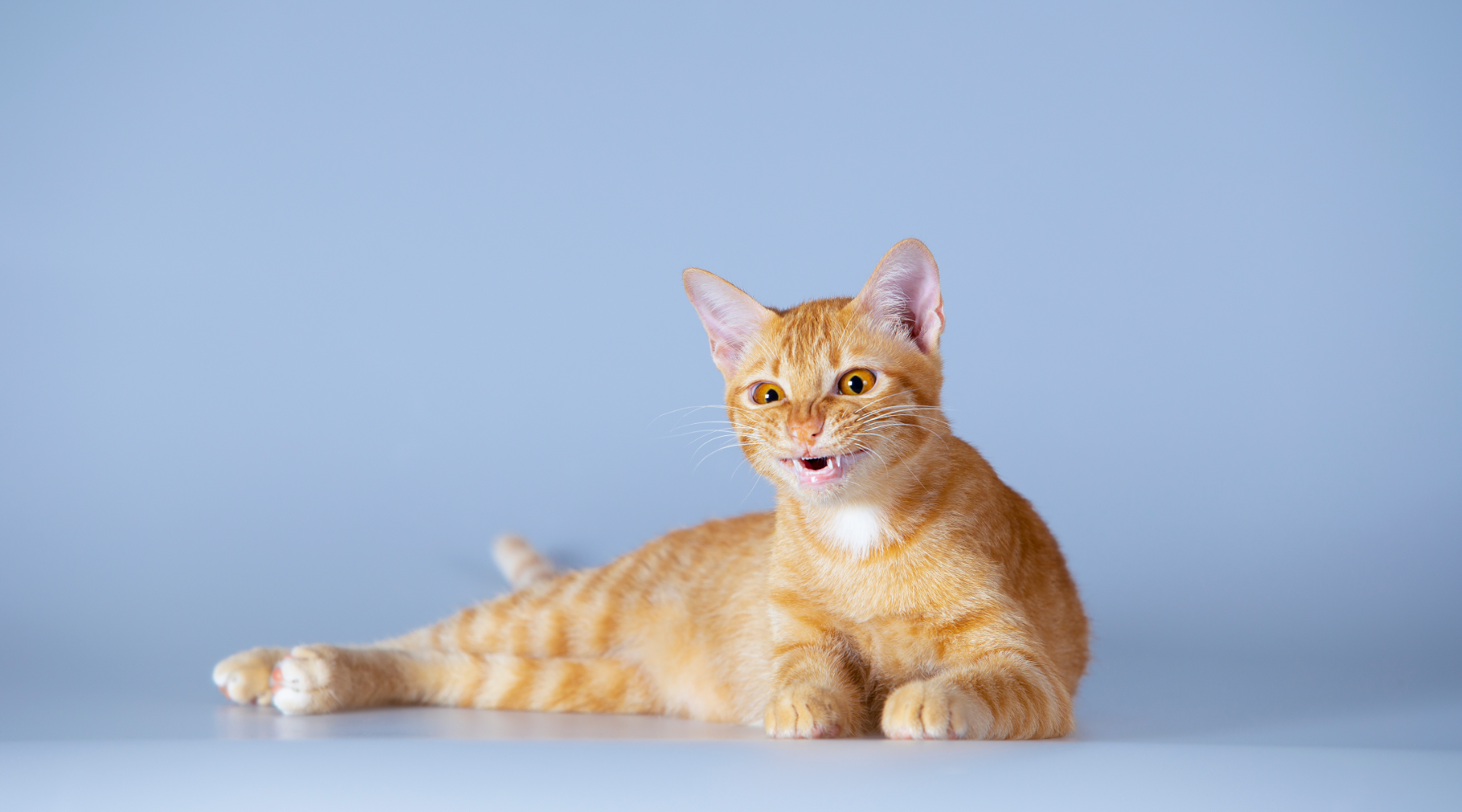 Ginger cat showing teeth