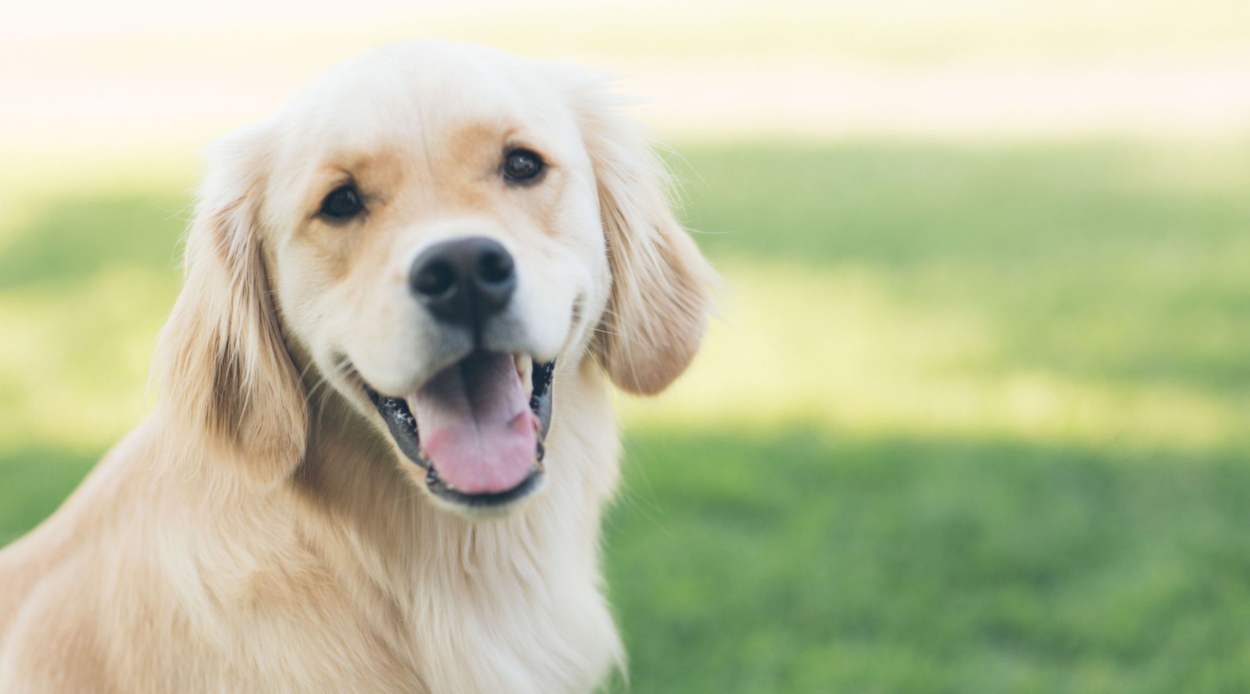 Golden Retriever in the summer