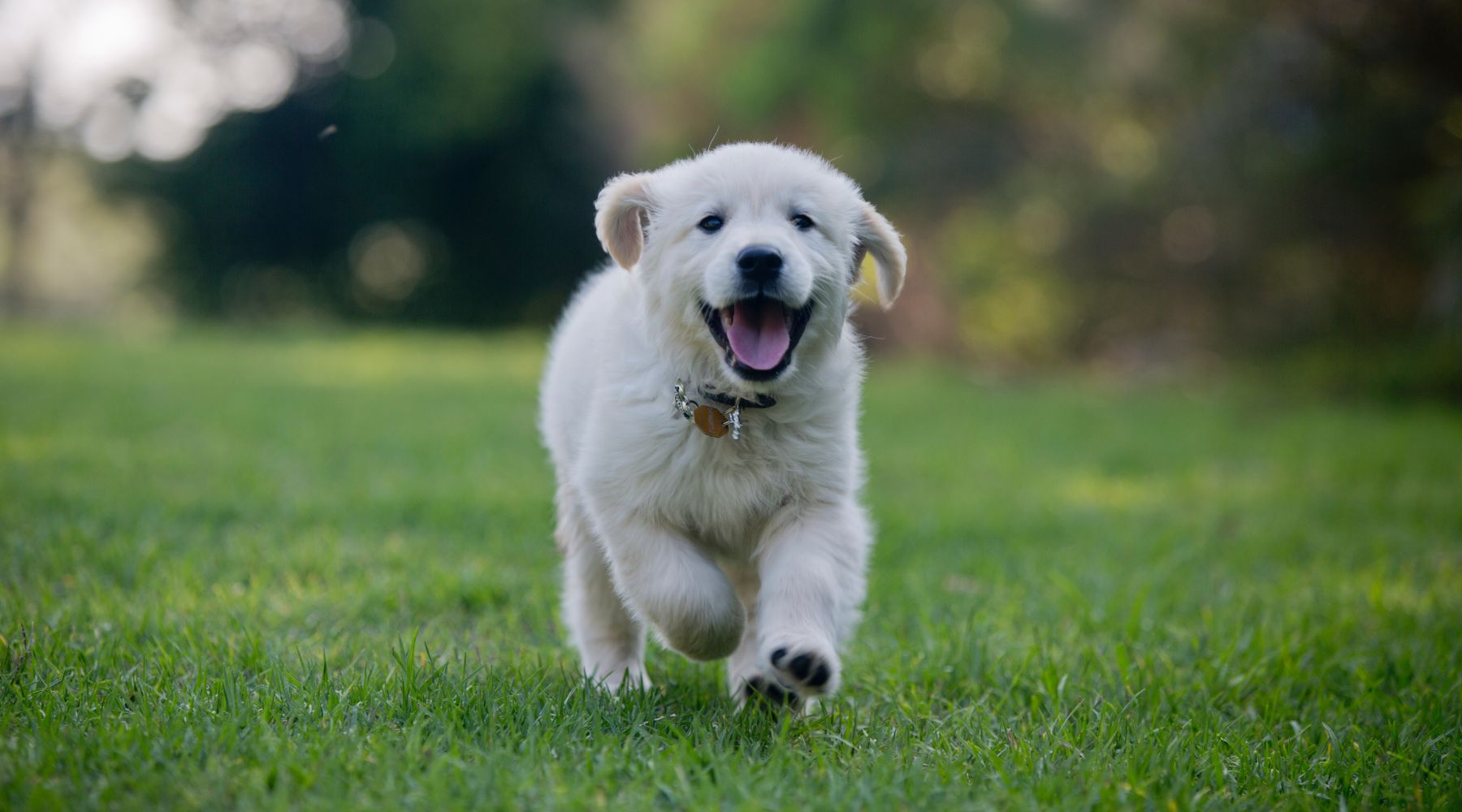 Golden Retriever puppy running