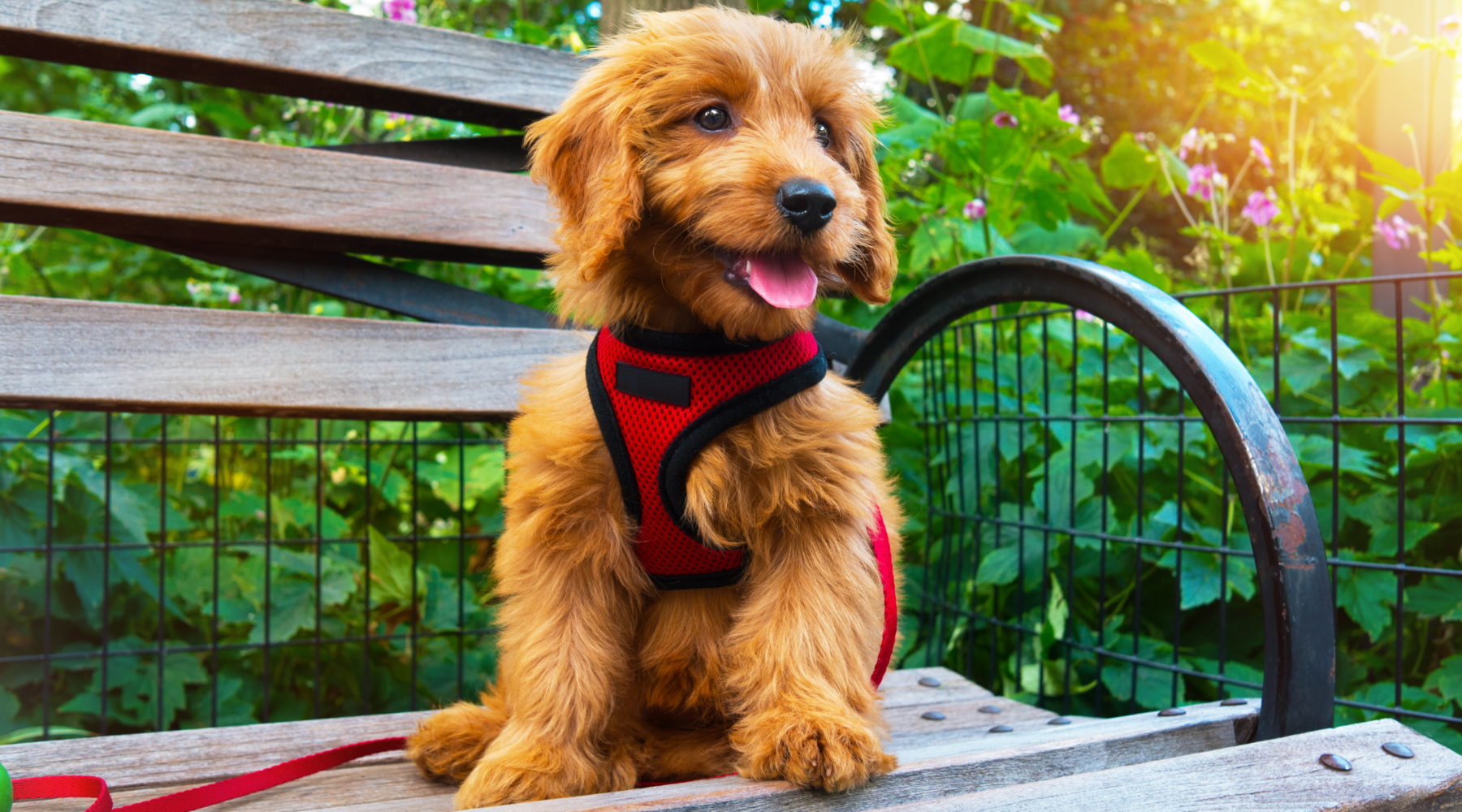 Goldendoodle puppy