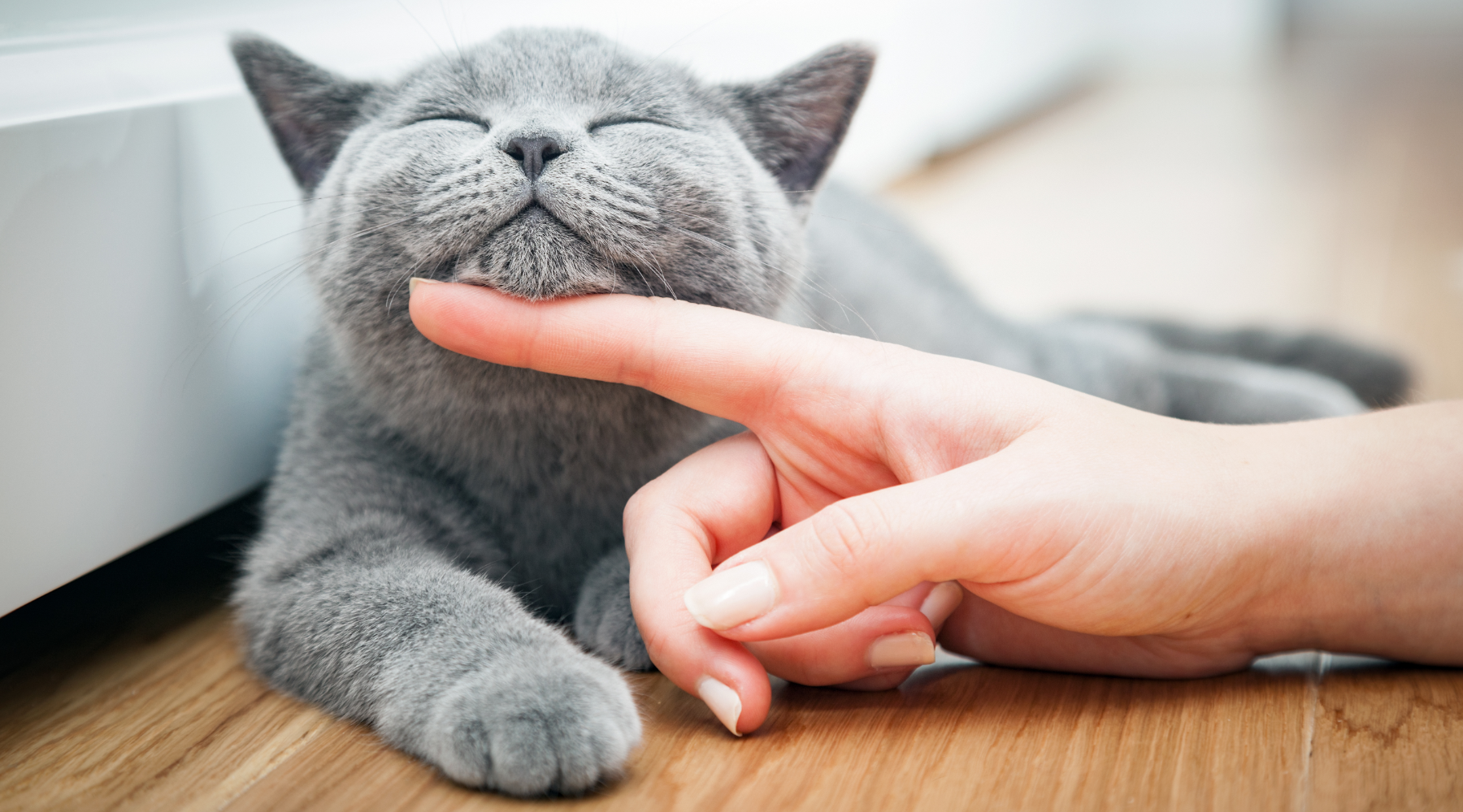 Grey cat being stroked under chin