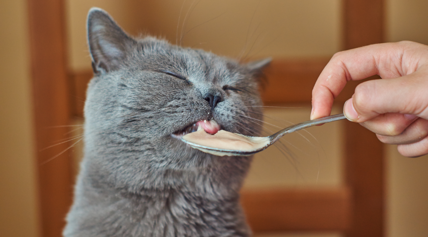 Grey cat licking spoon