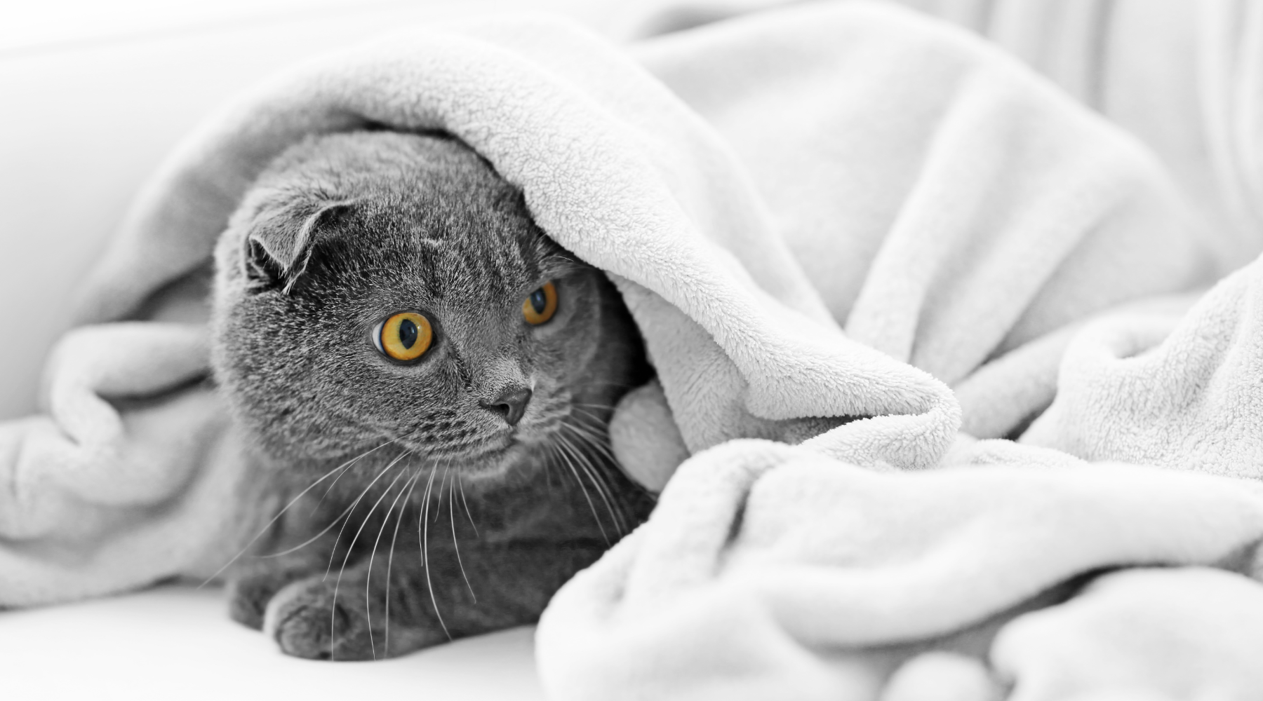 Greay cat under blanket