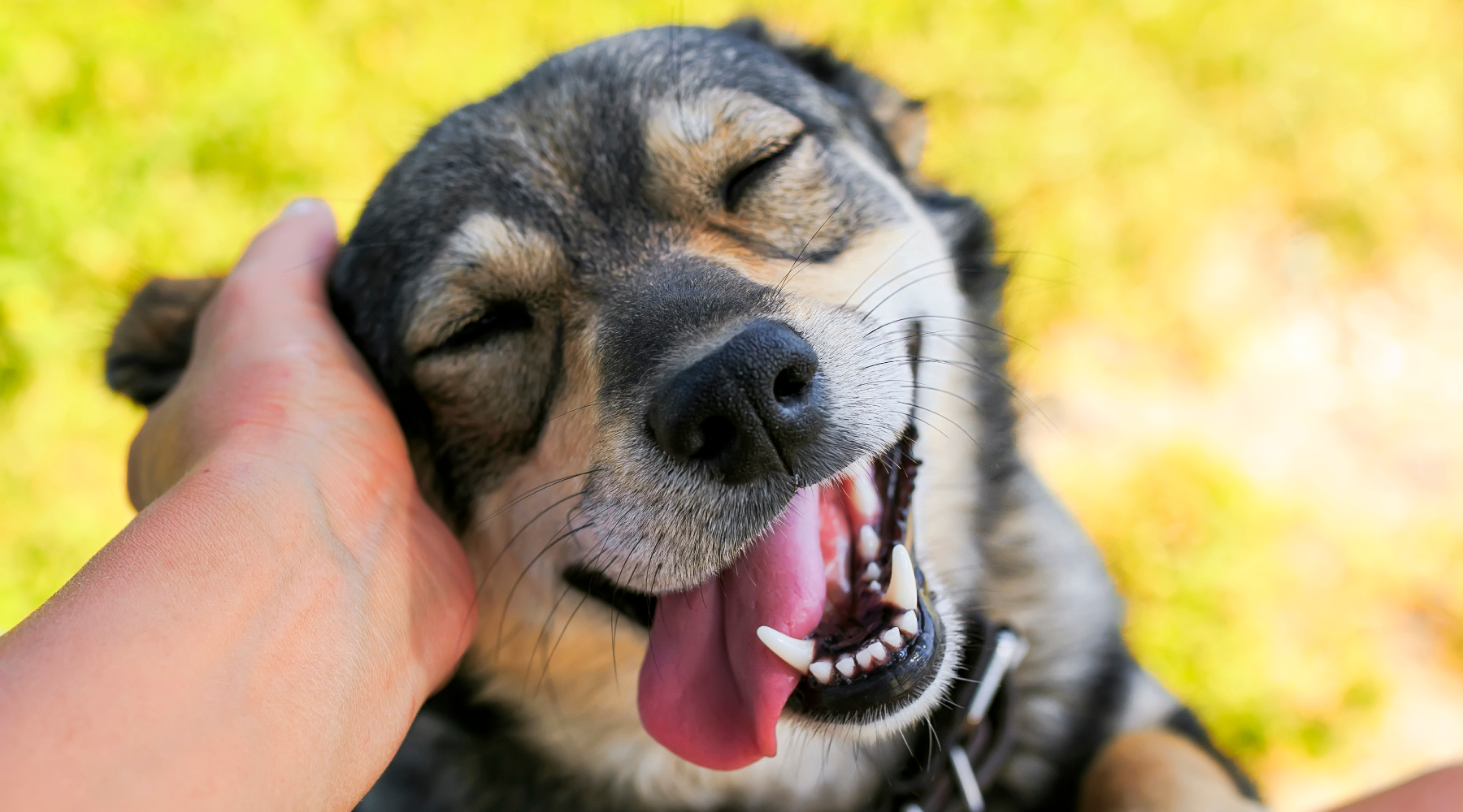 Happy dog being petted