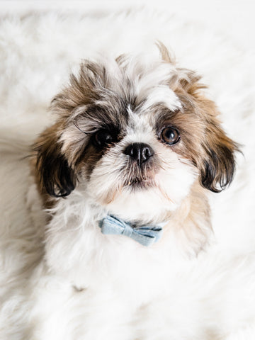 Harley the Shih Tzu