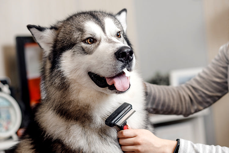 Husky getting brushed