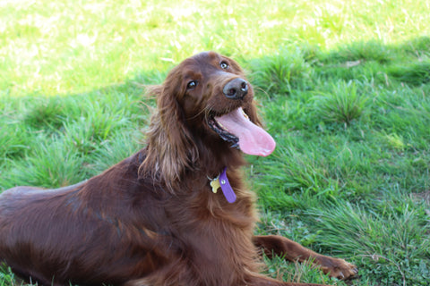 irish red setter