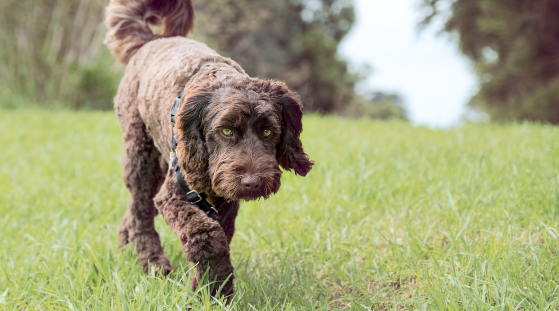 Brown Labradoodle