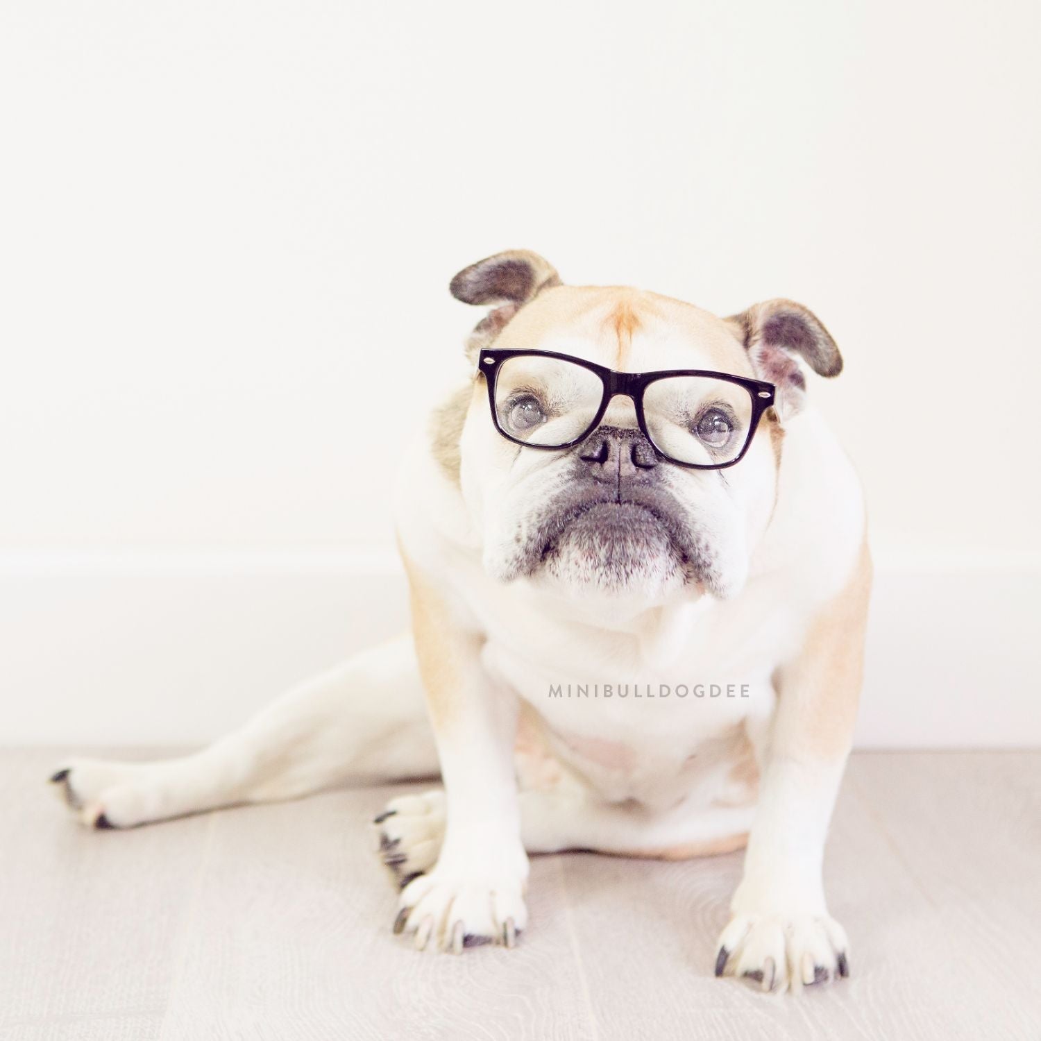 Mini Bulldog Dee wearing glasses