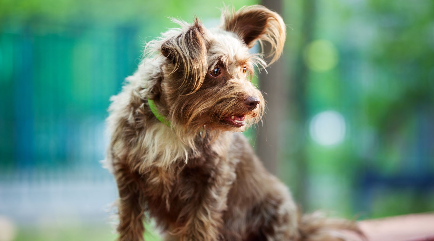 Mixed breed dog