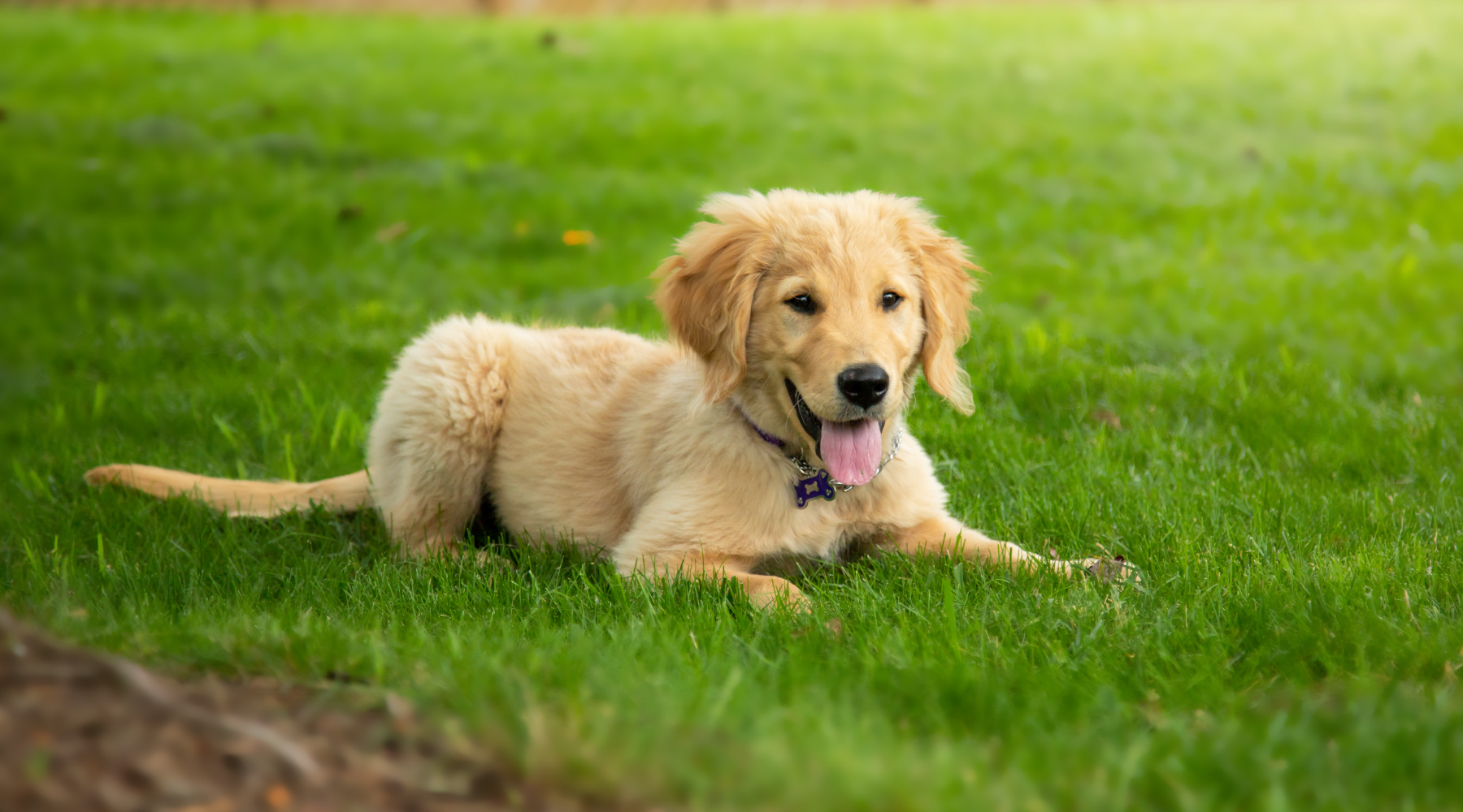 Golden Retriever puppy lying on grass