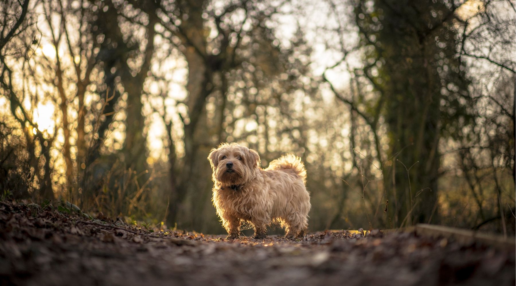 Norfolk Terrier in woods