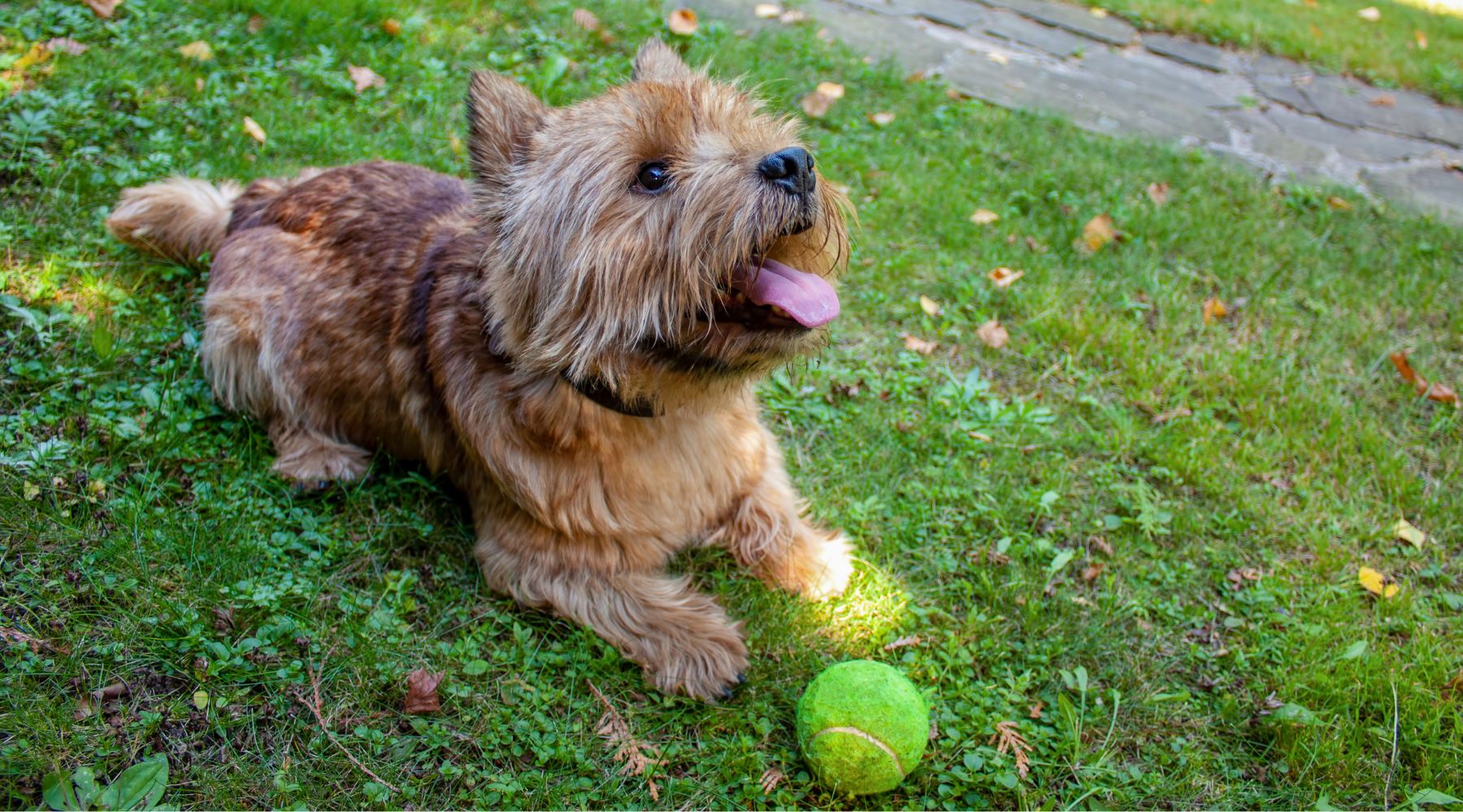 Norwich Terrier with ball