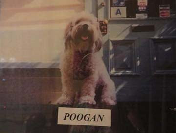 poogan the pup