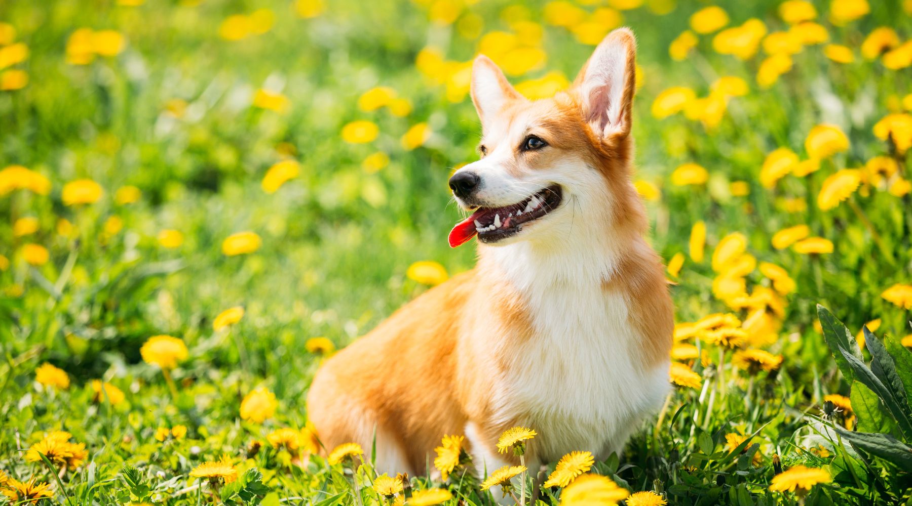 Pembroke Welsh Corgi in field of flowers