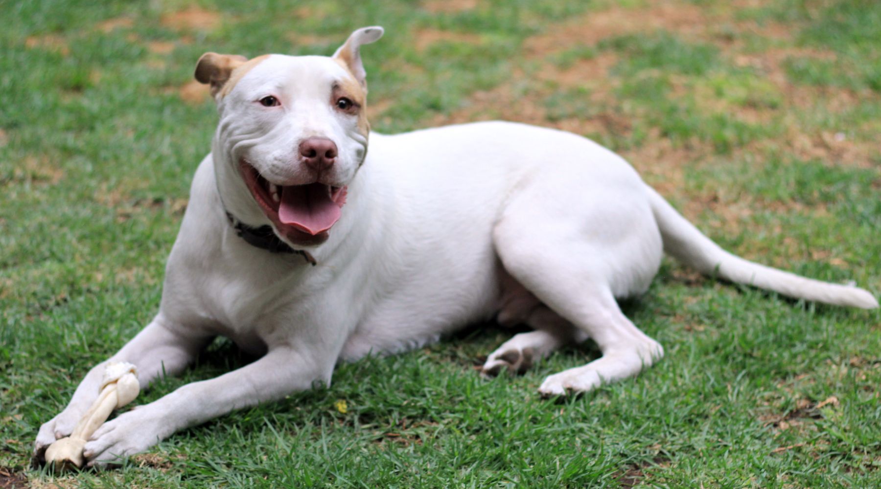 Pit Bull with a bone