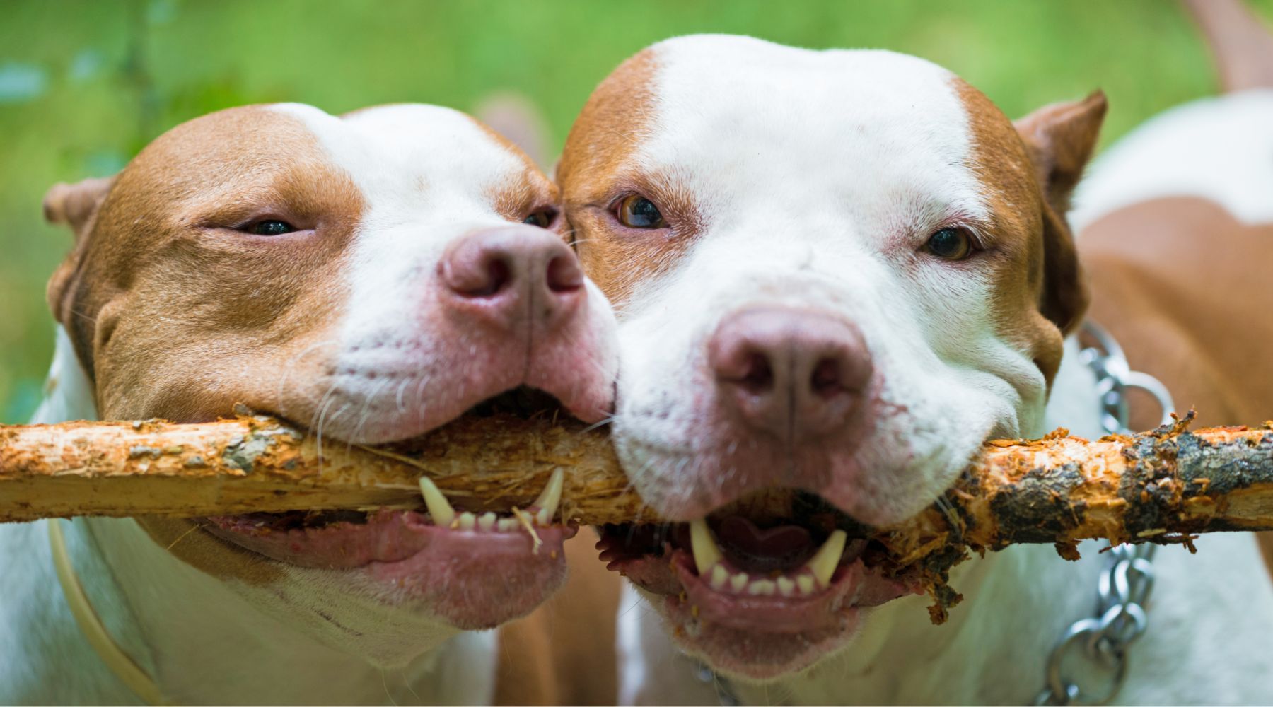 Pit Bulls holding a stick