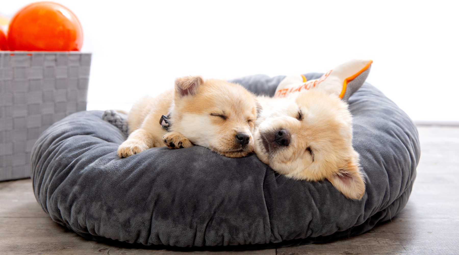Puppies on a bed