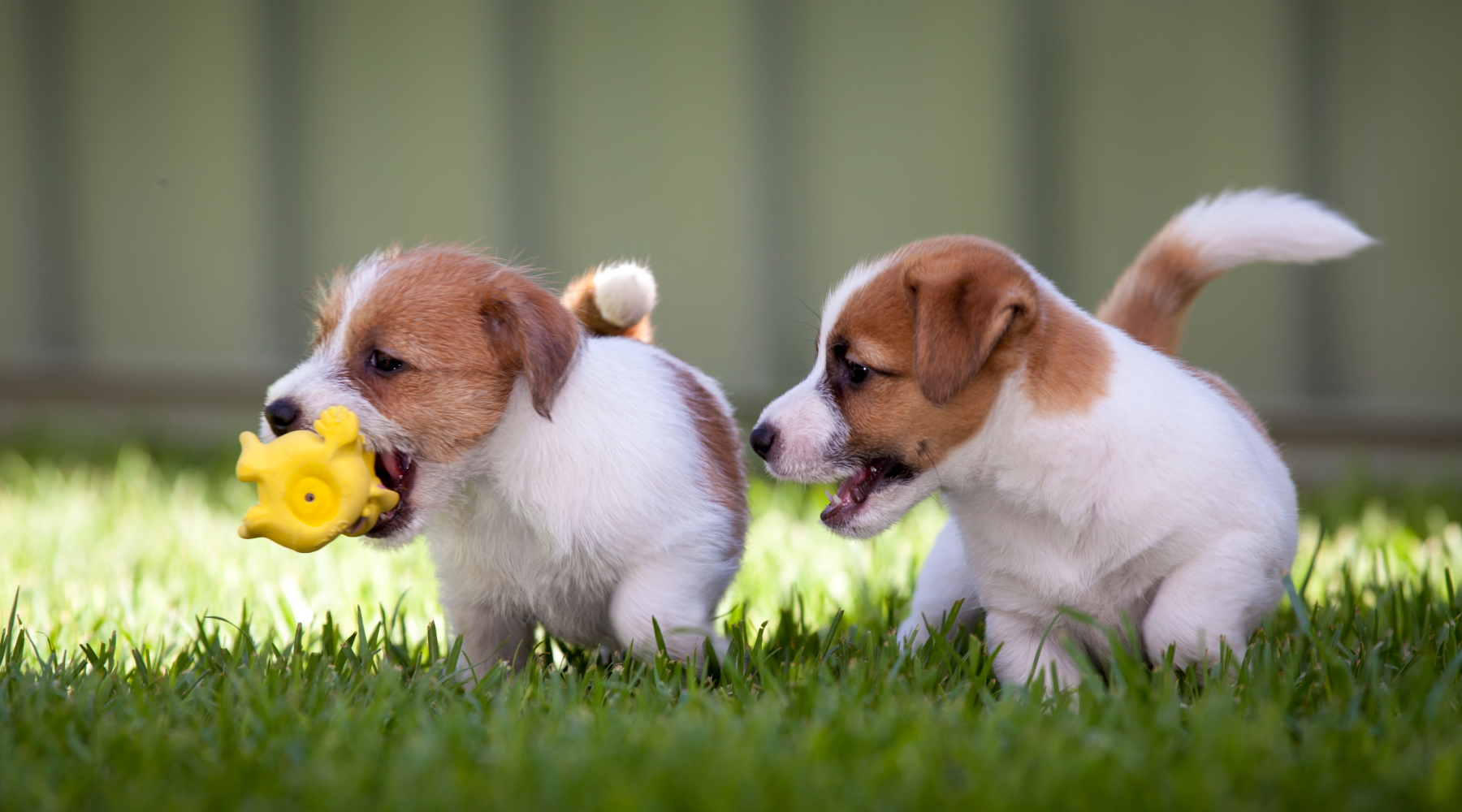 Puppies playing