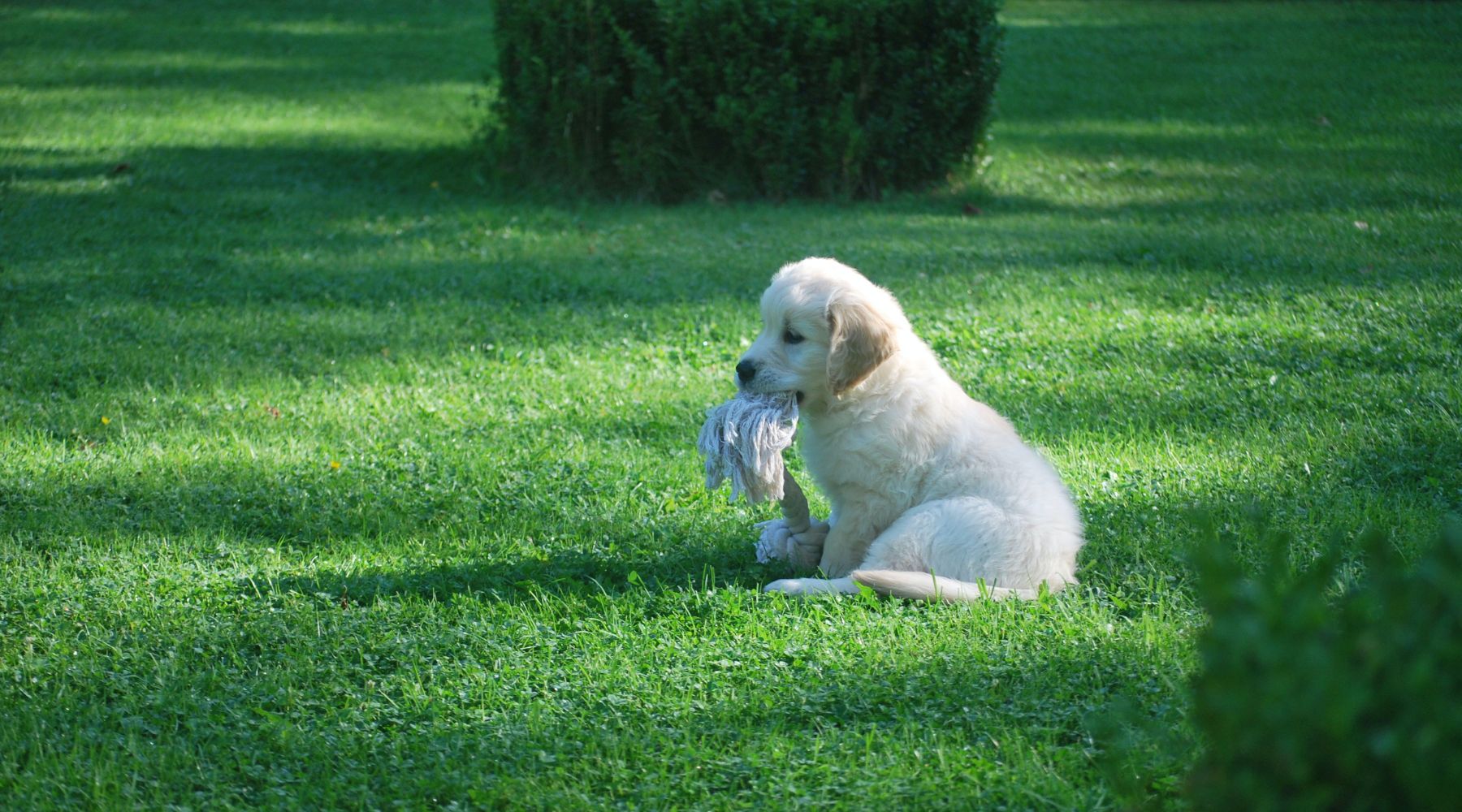 Puppy with rope toy